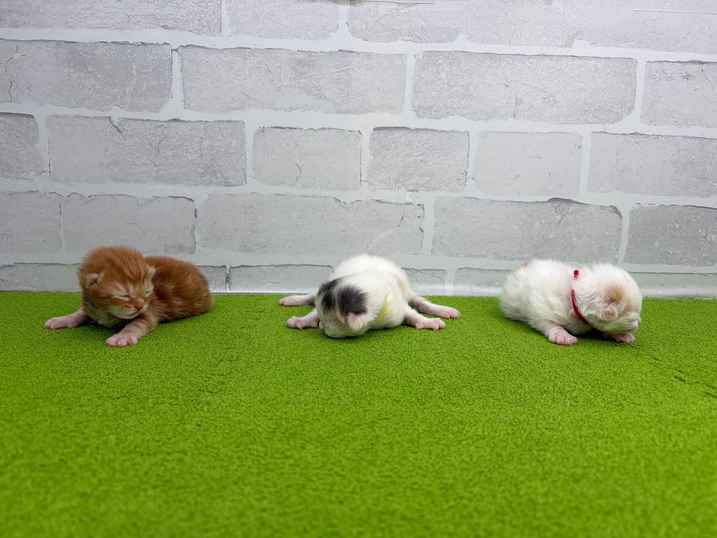 赤ちゃん写真1-3