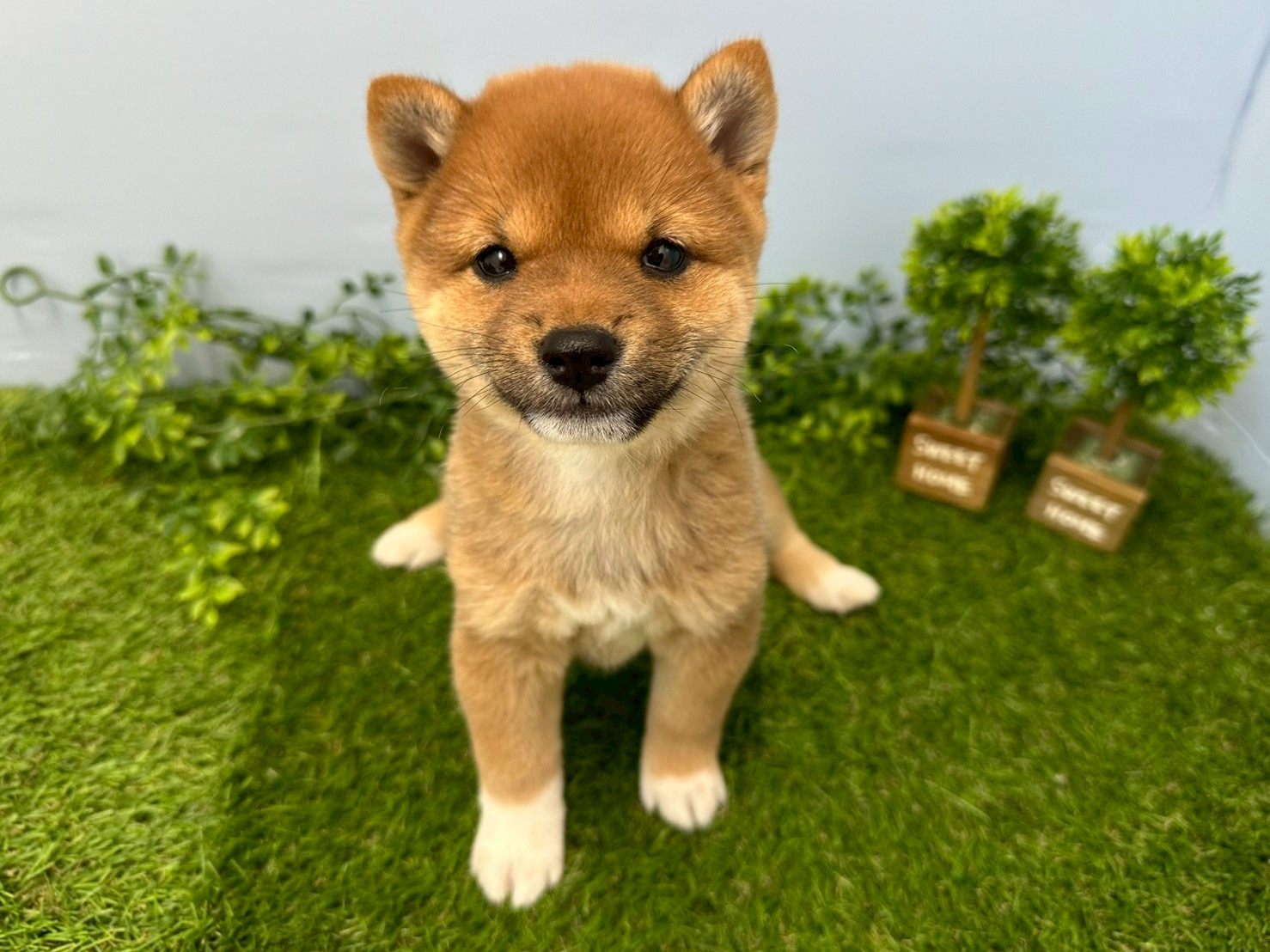 赤ちゃん写真3-1