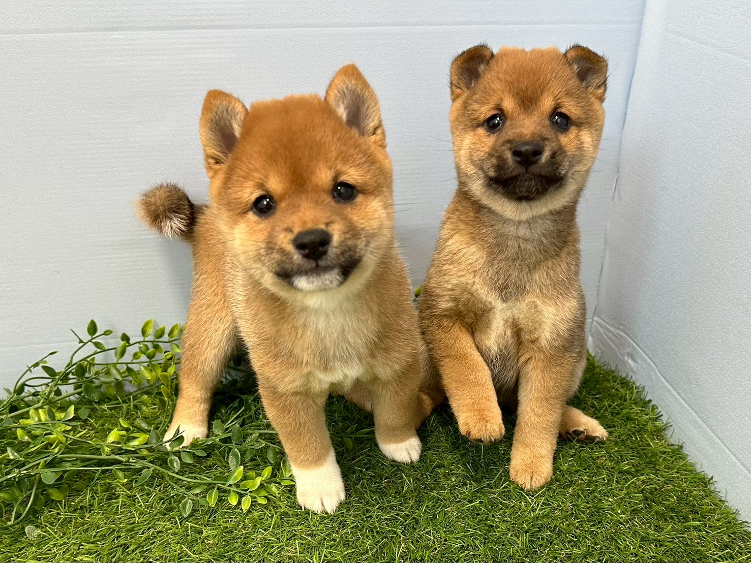赤ちゃん写真3-3