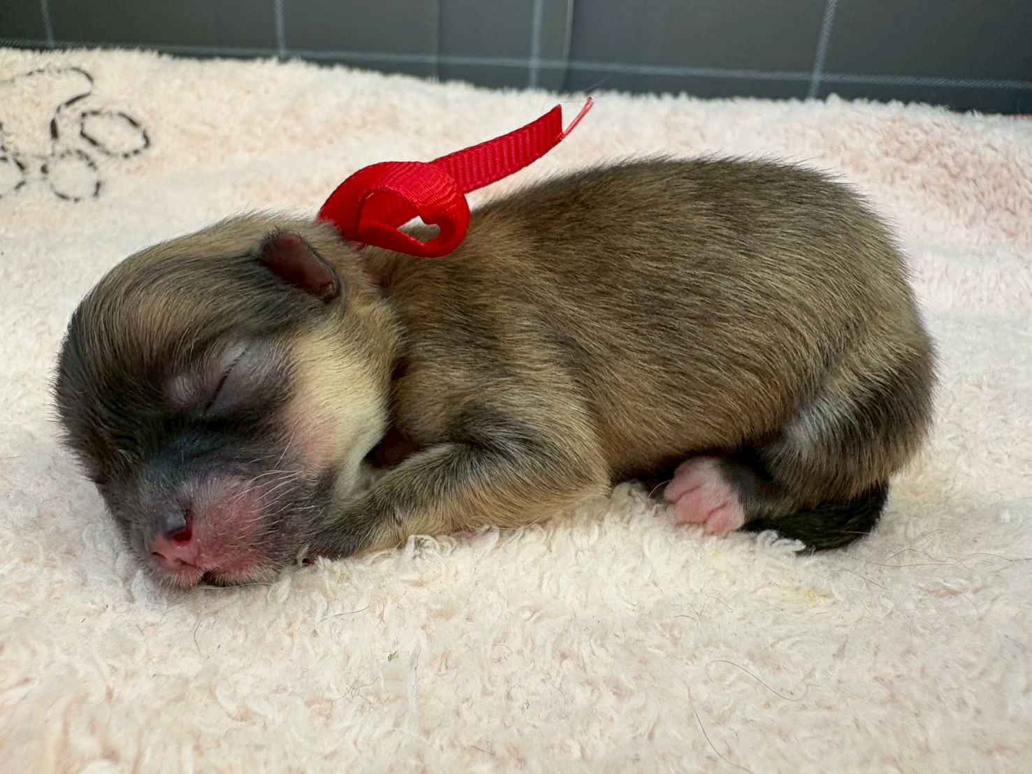 赤ちゃん写真1-2