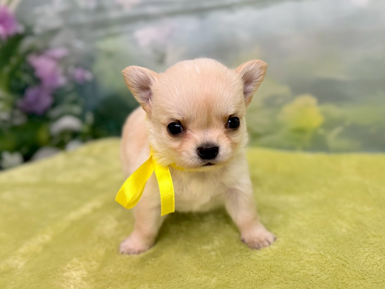 赤ちゃん写真2-1