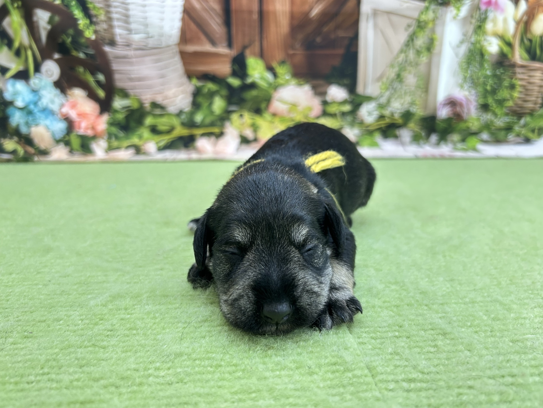 赤ちゃん写真1-1