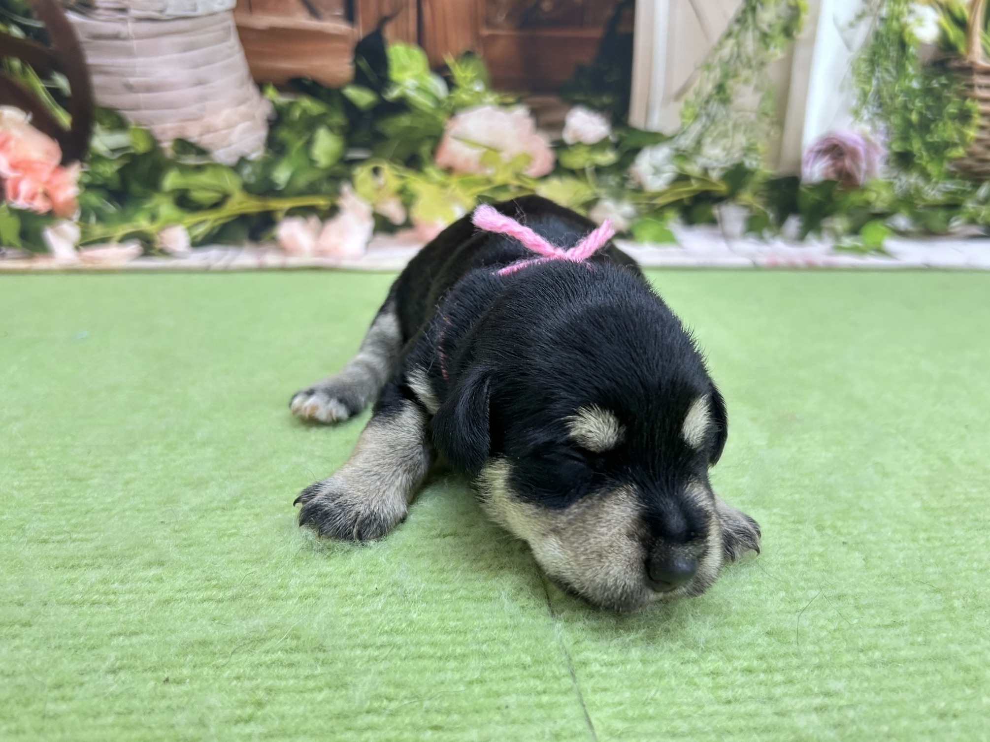 赤ちゃん写真1-1