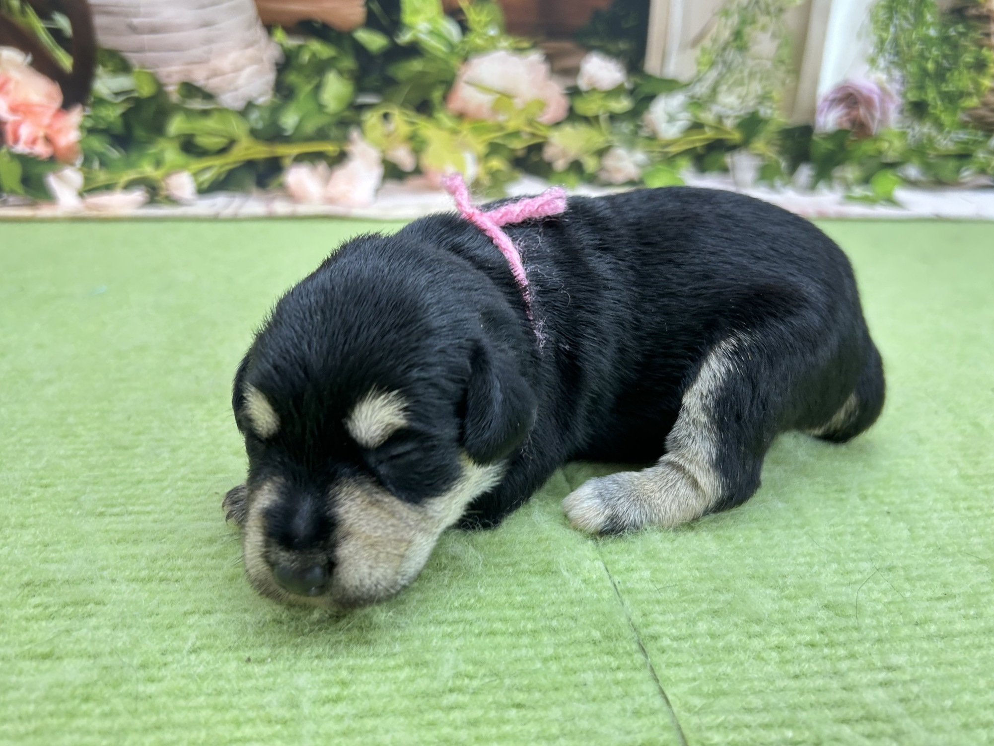 赤ちゃん写真1-2