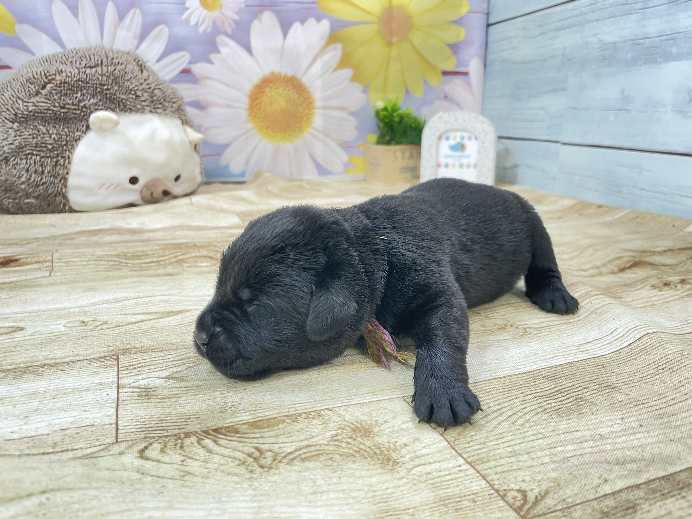 赤ちゃん写真1-2