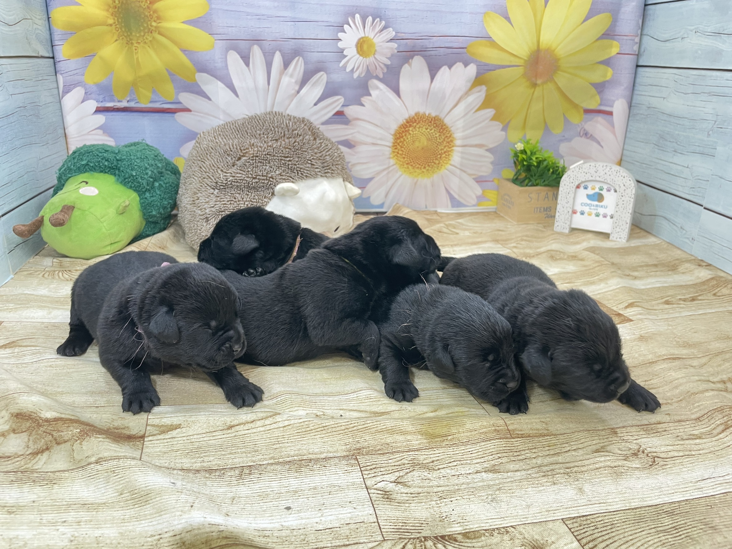 赤ちゃん写真1-3