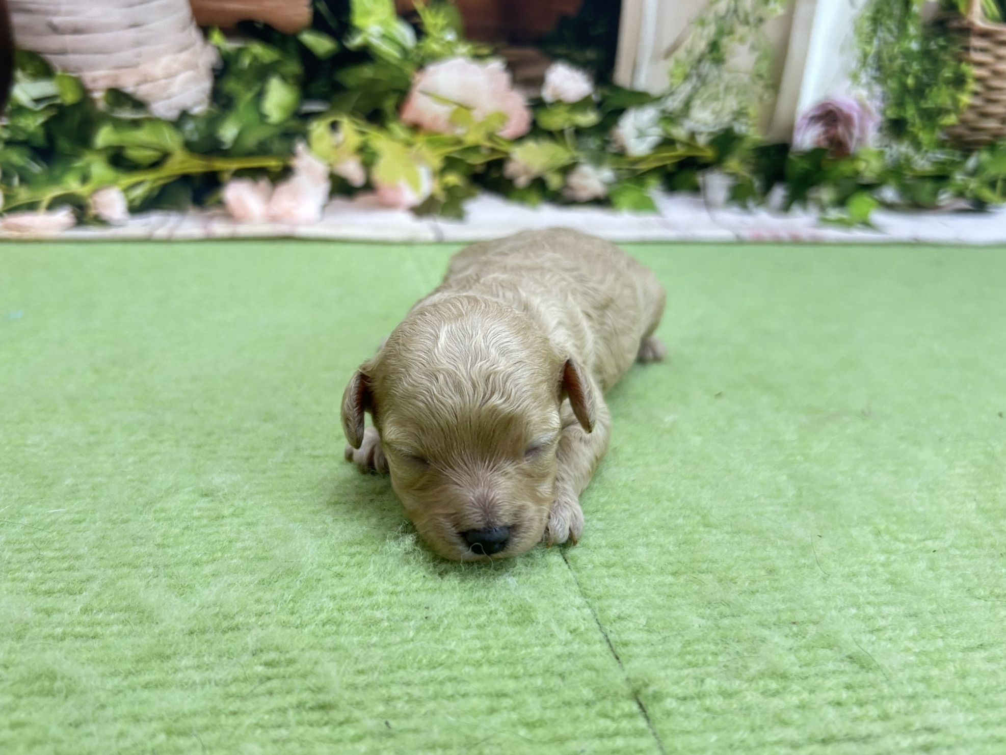 赤ちゃん写真1-1