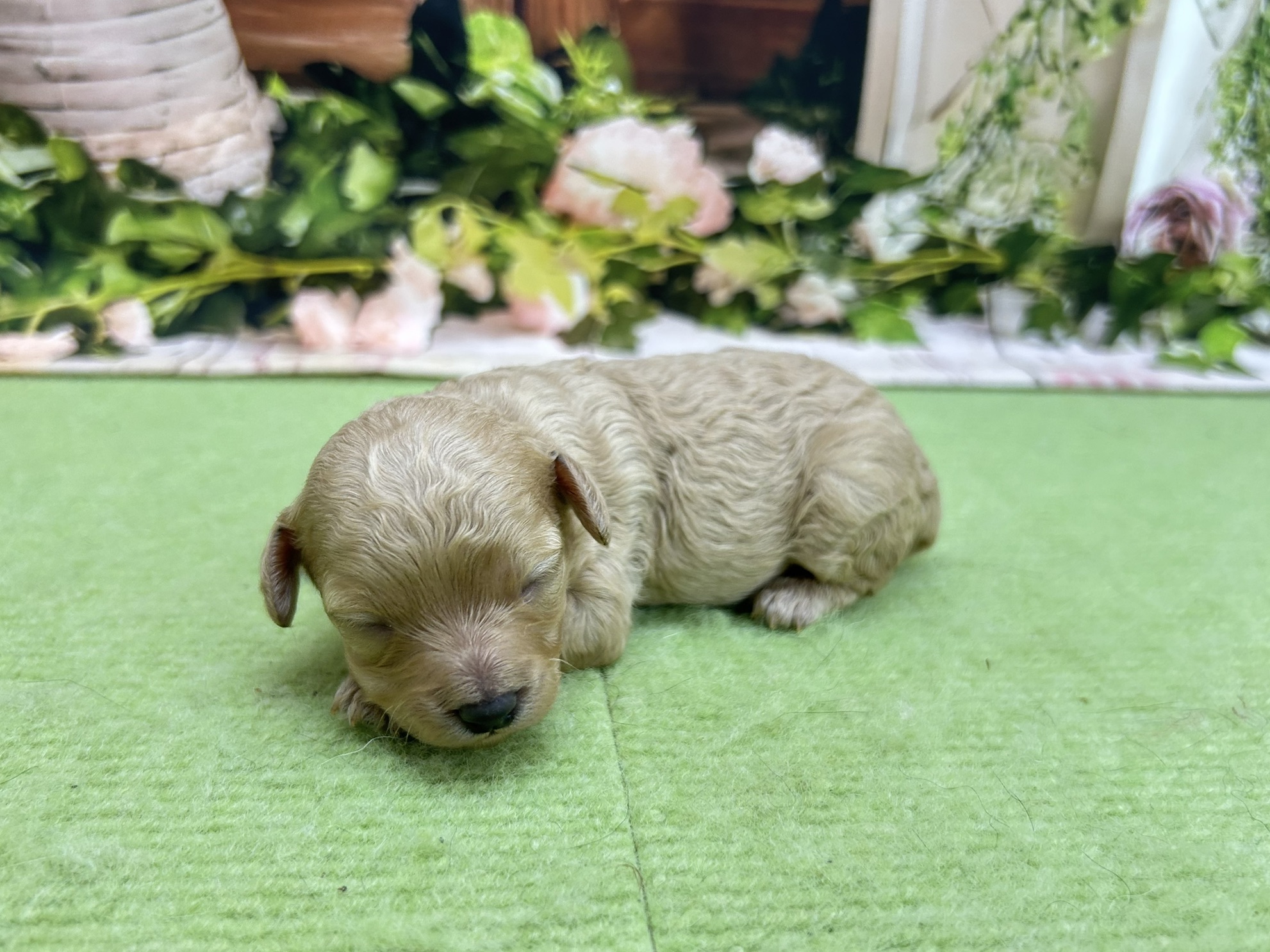 赤ちゃん写真1-2