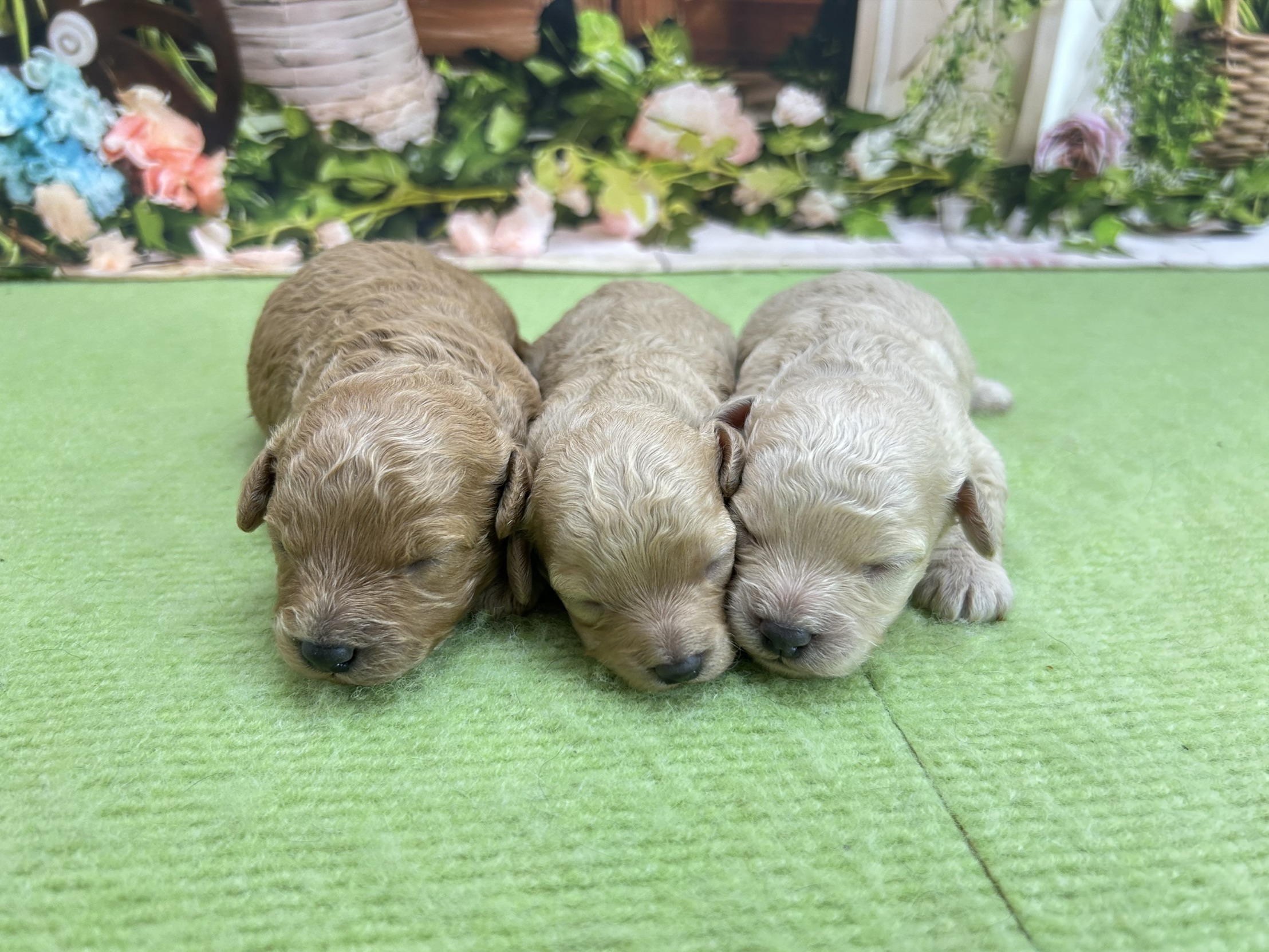 赤ちゃん写真1-3