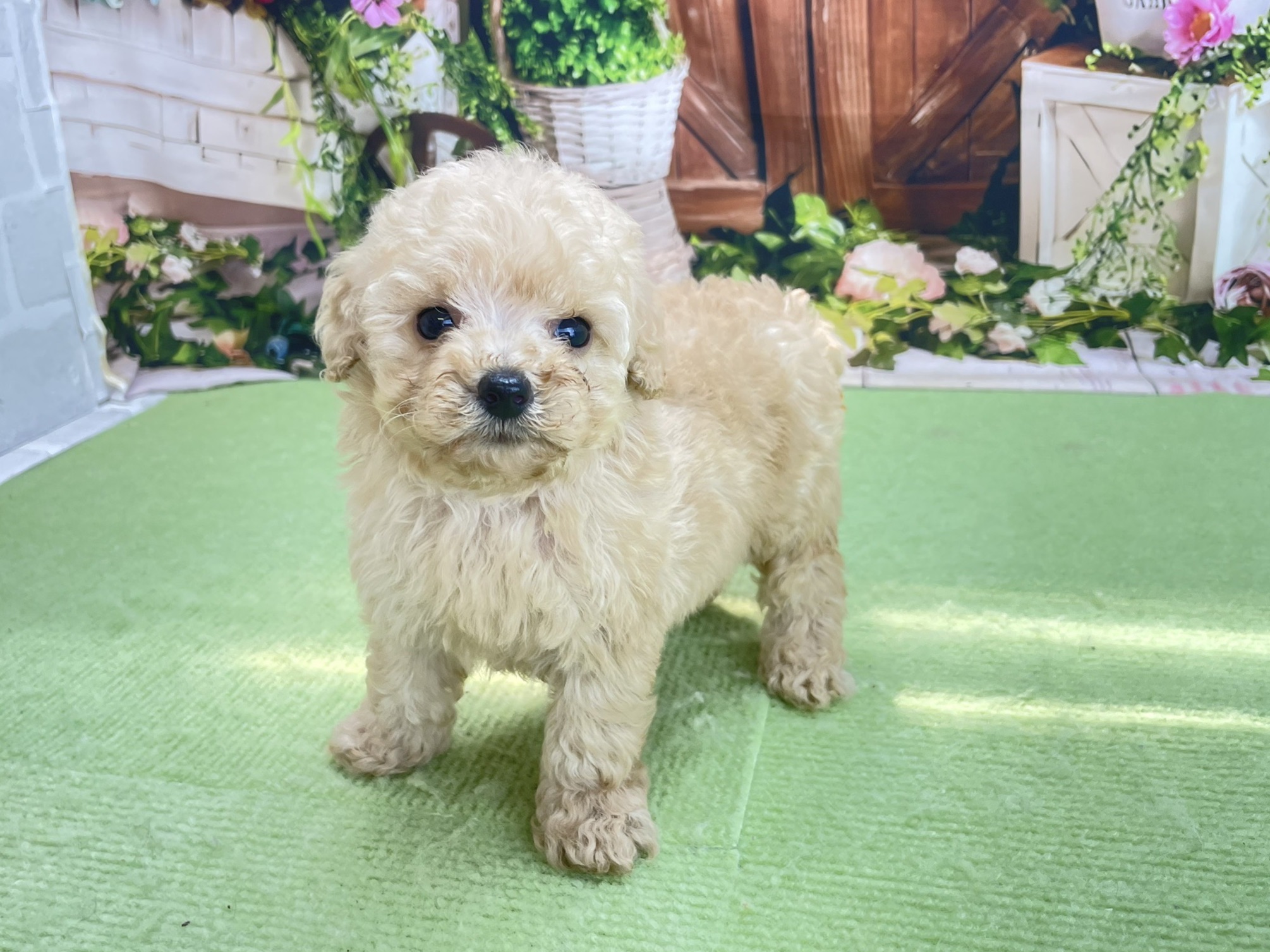 赤ちゃん写真2-1