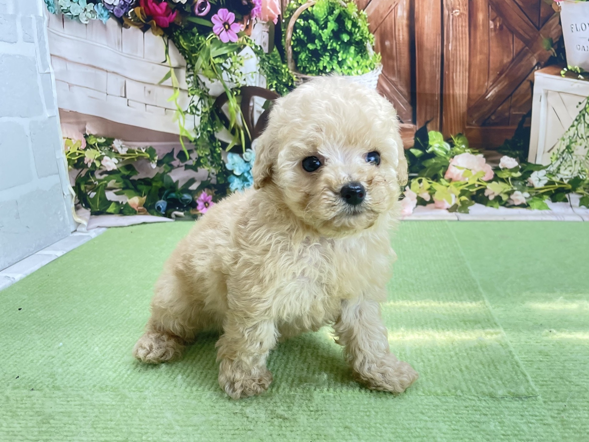 赤ちゃん写真2-2