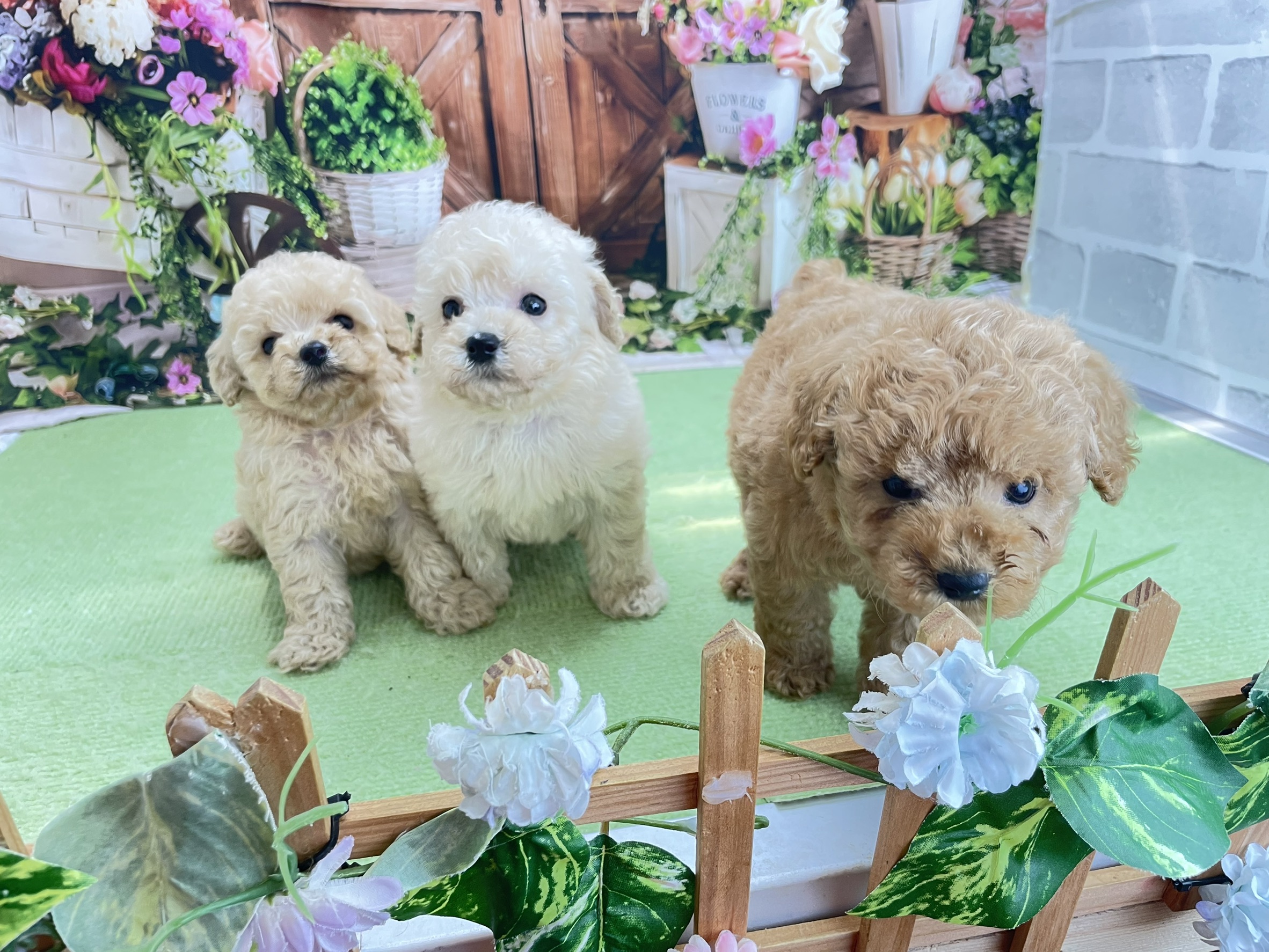 赤ちゃん写真2-3