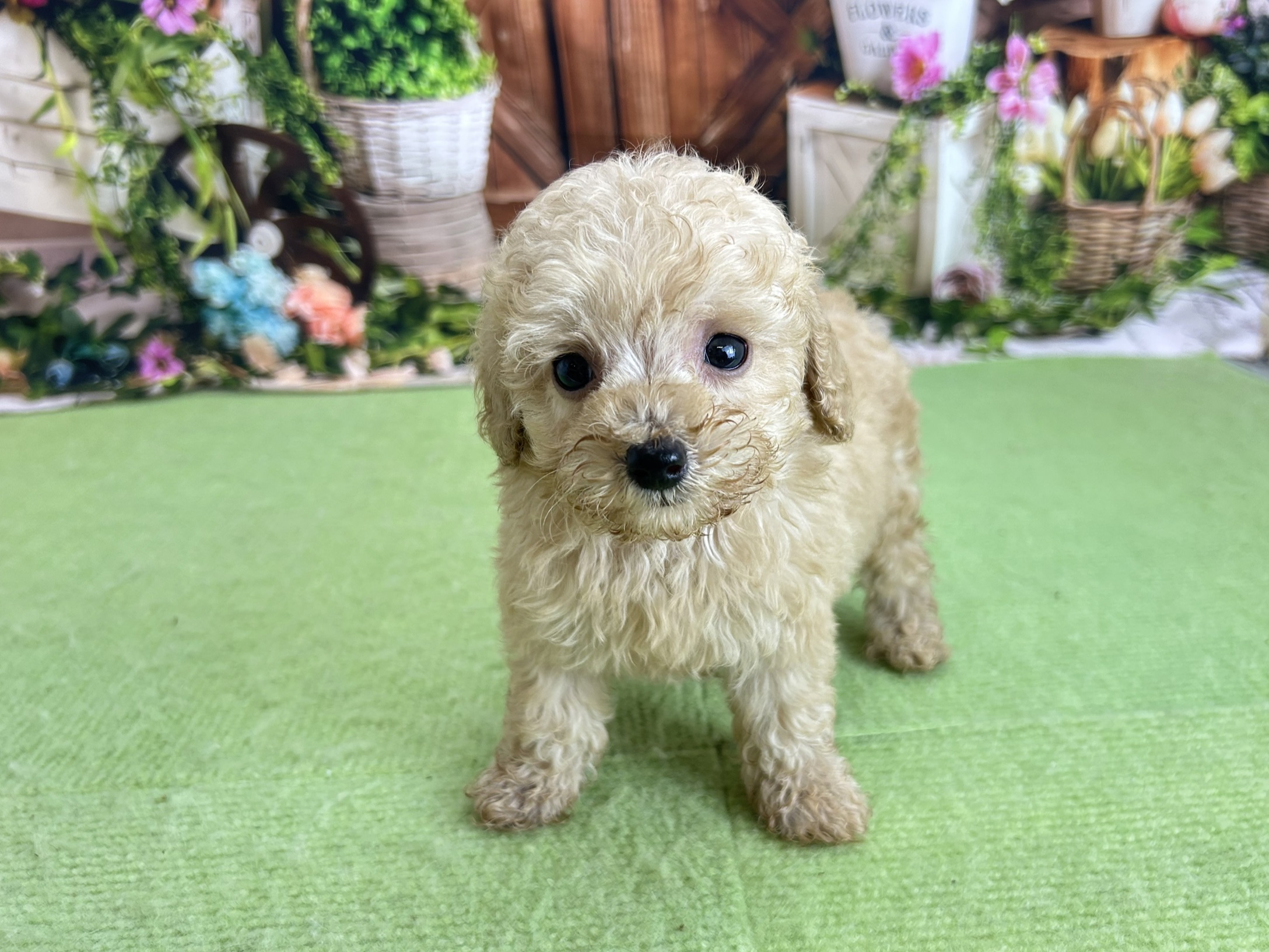 赤ちゃん写真3-1