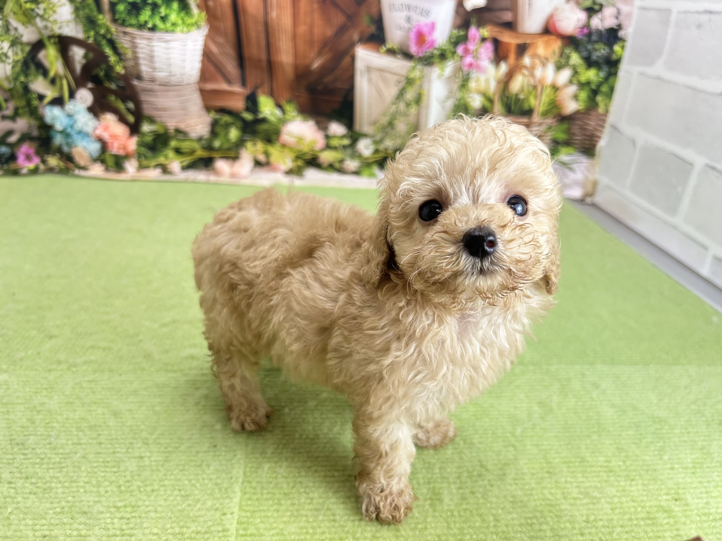 赤ちゃん写真3-2