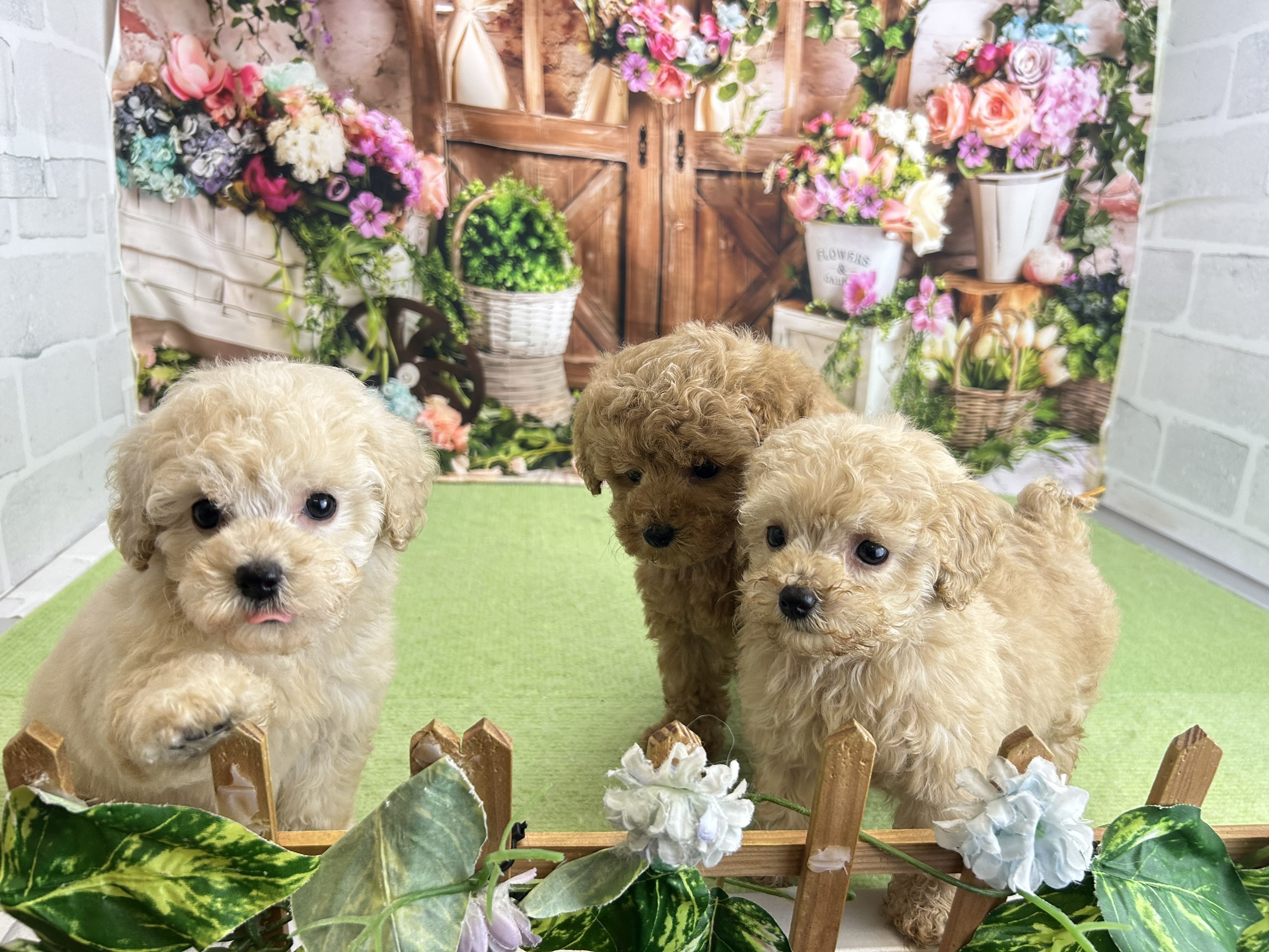 赤ちゃん写真3-3