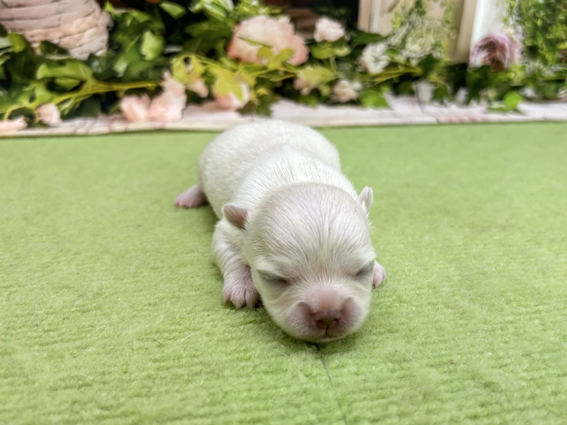 赤ちゃん写真1-1