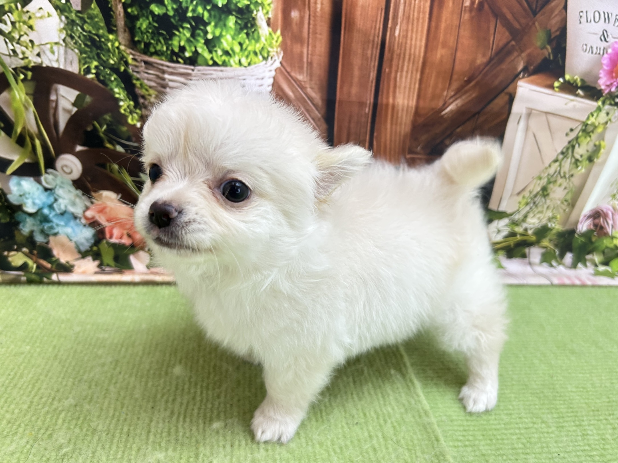 赤ちゃん写真3-3