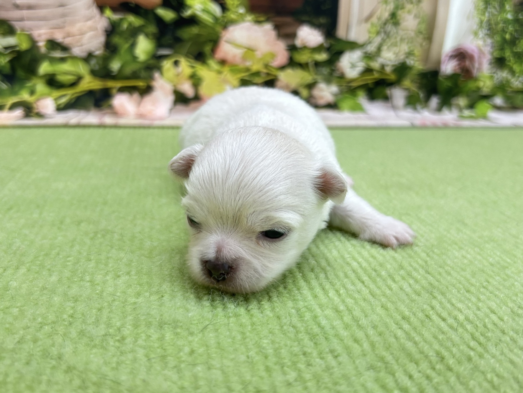 赤ちゃん写真1-1
