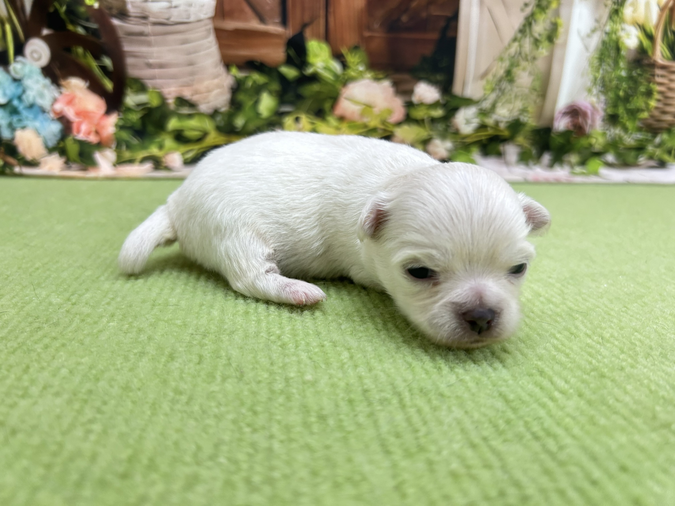 赤ちゃん写真1-2