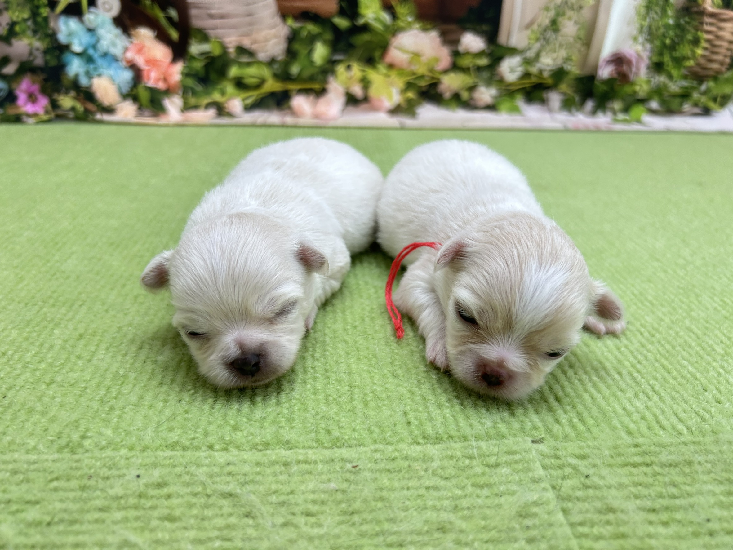 赤ちゃん写真1-3