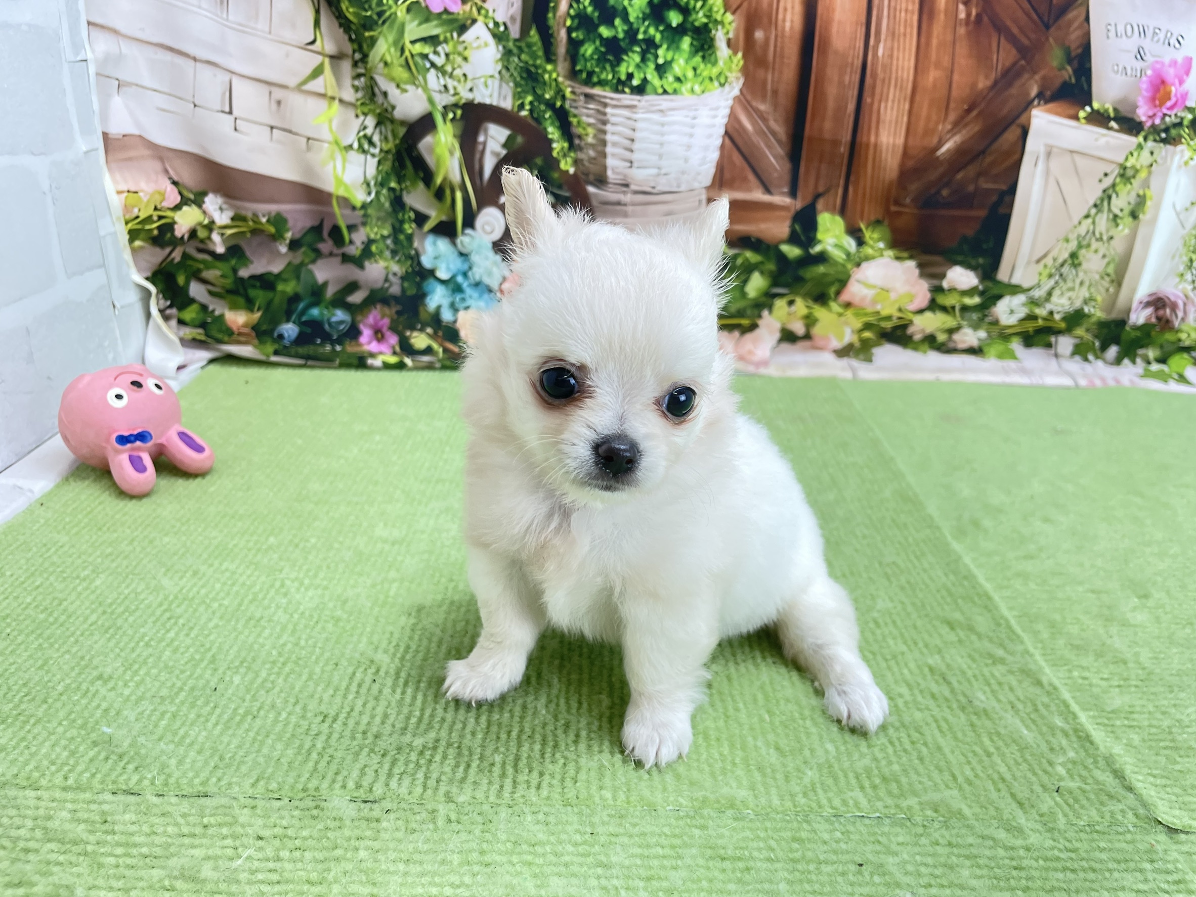 赤ちゃん写真2-1