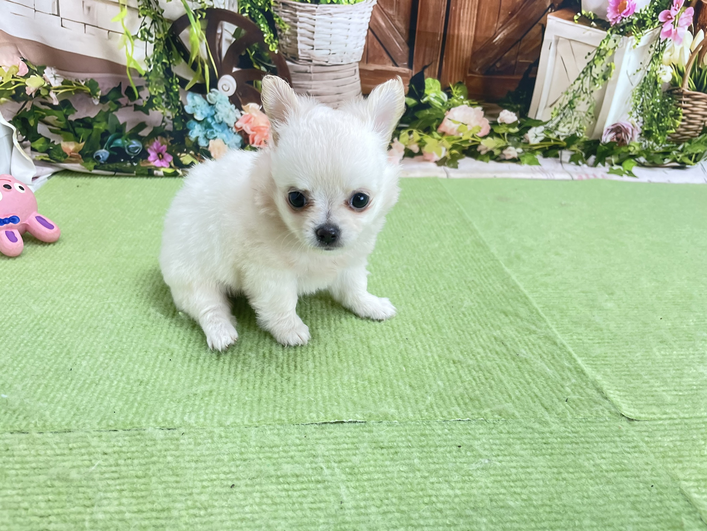 赤ちゃん写真2-2
