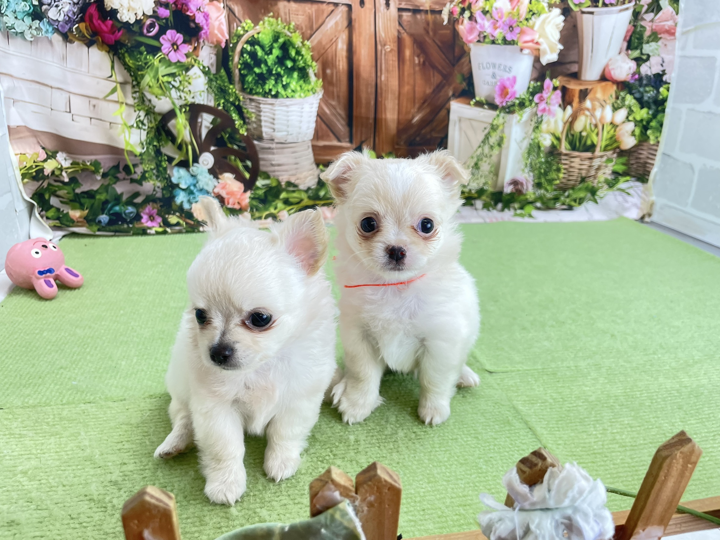 赤ちゃん写真2-3