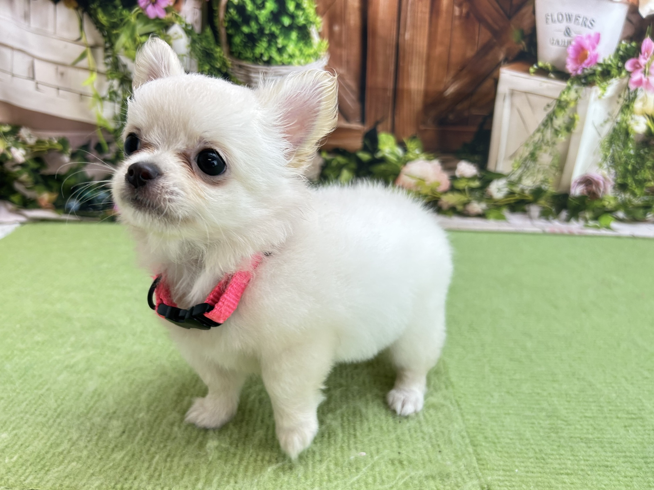 赤ちゃん写真3-2