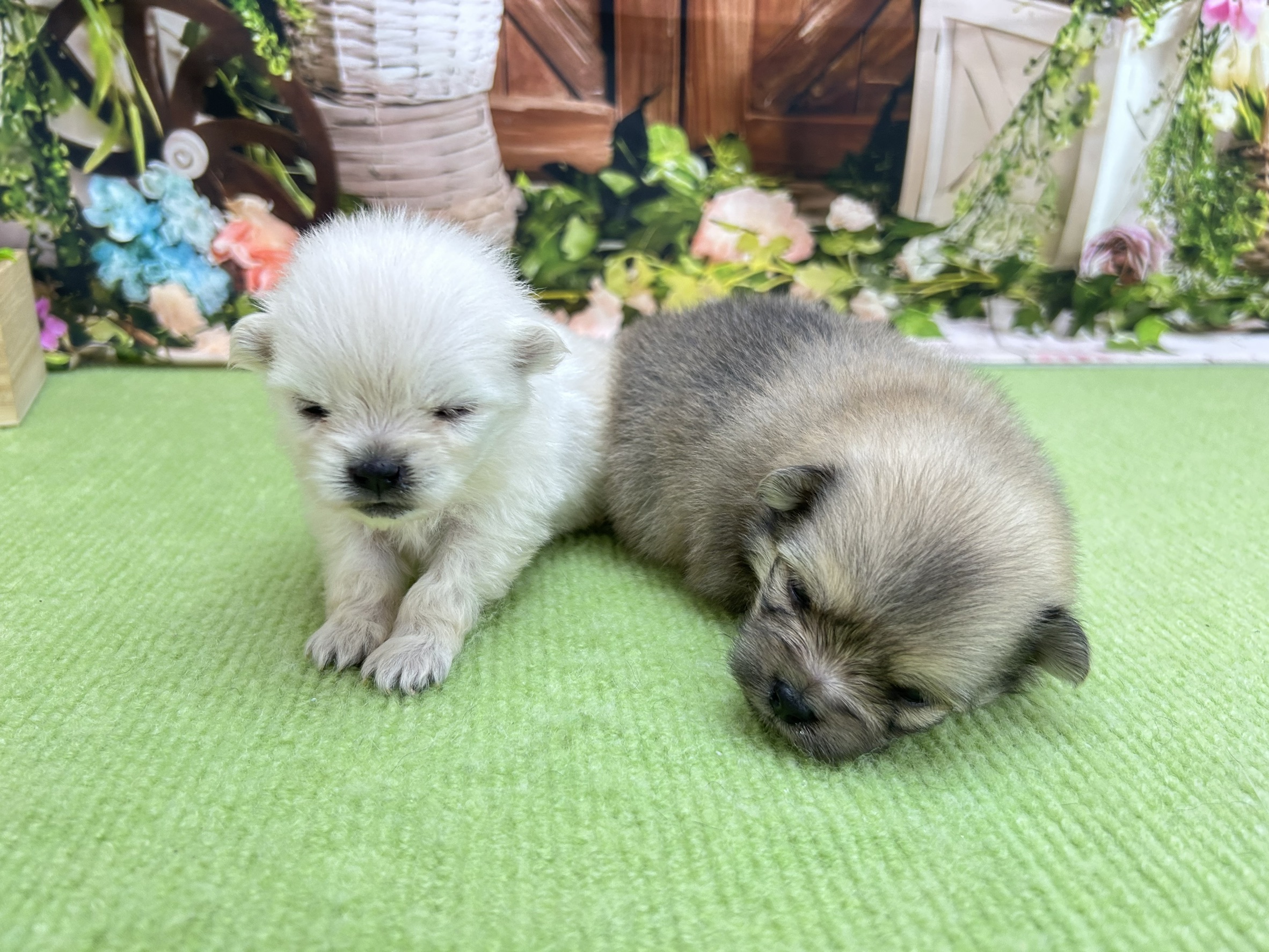 赤ちゃん写真1-3