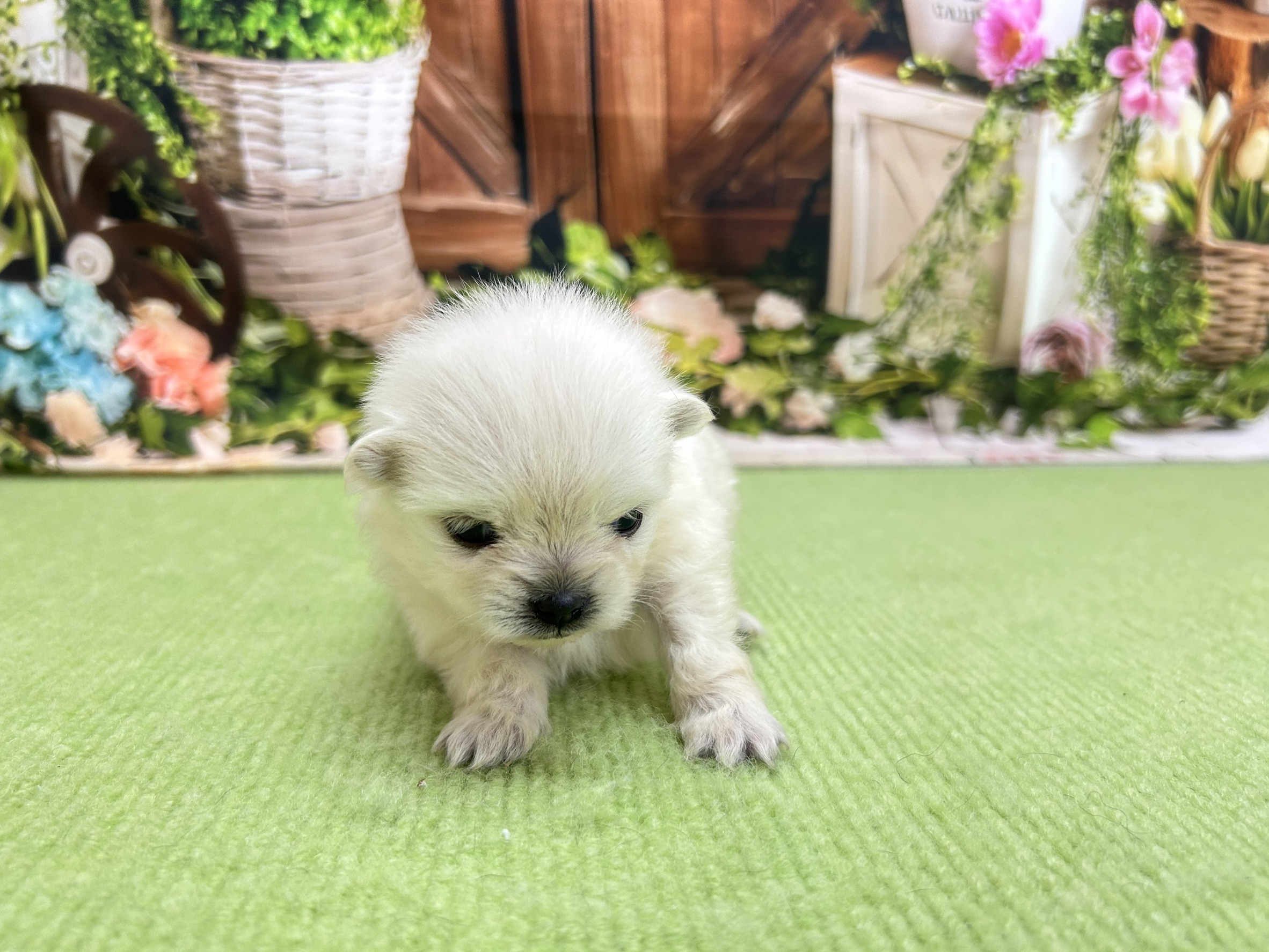赤ちゃん写真1-1