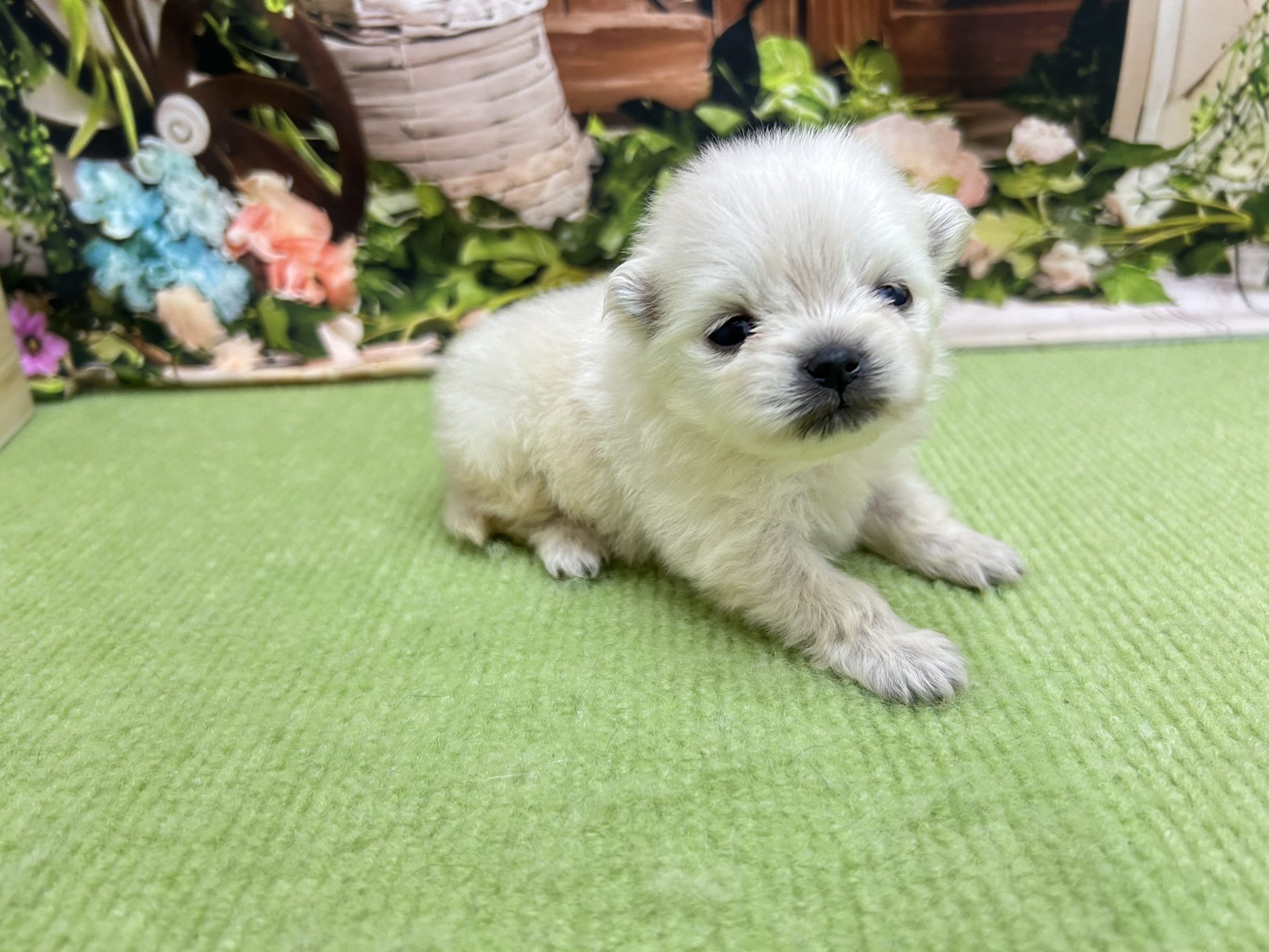 赤ちゃん写真1-2