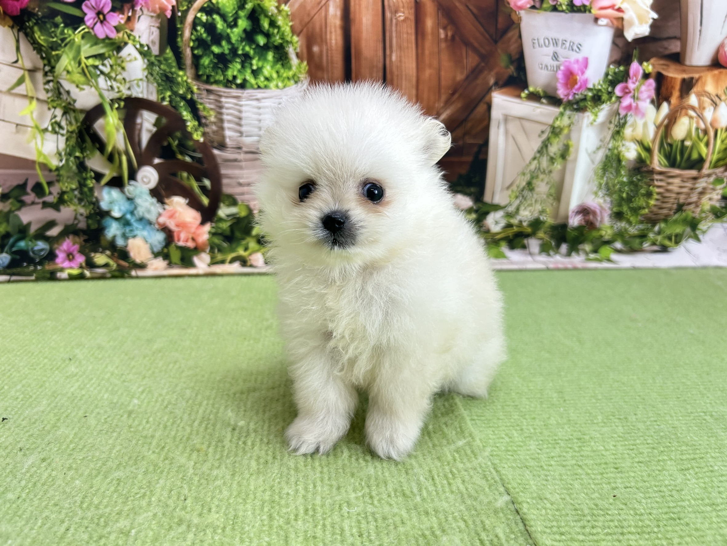 赤ちゃん写真2-1
