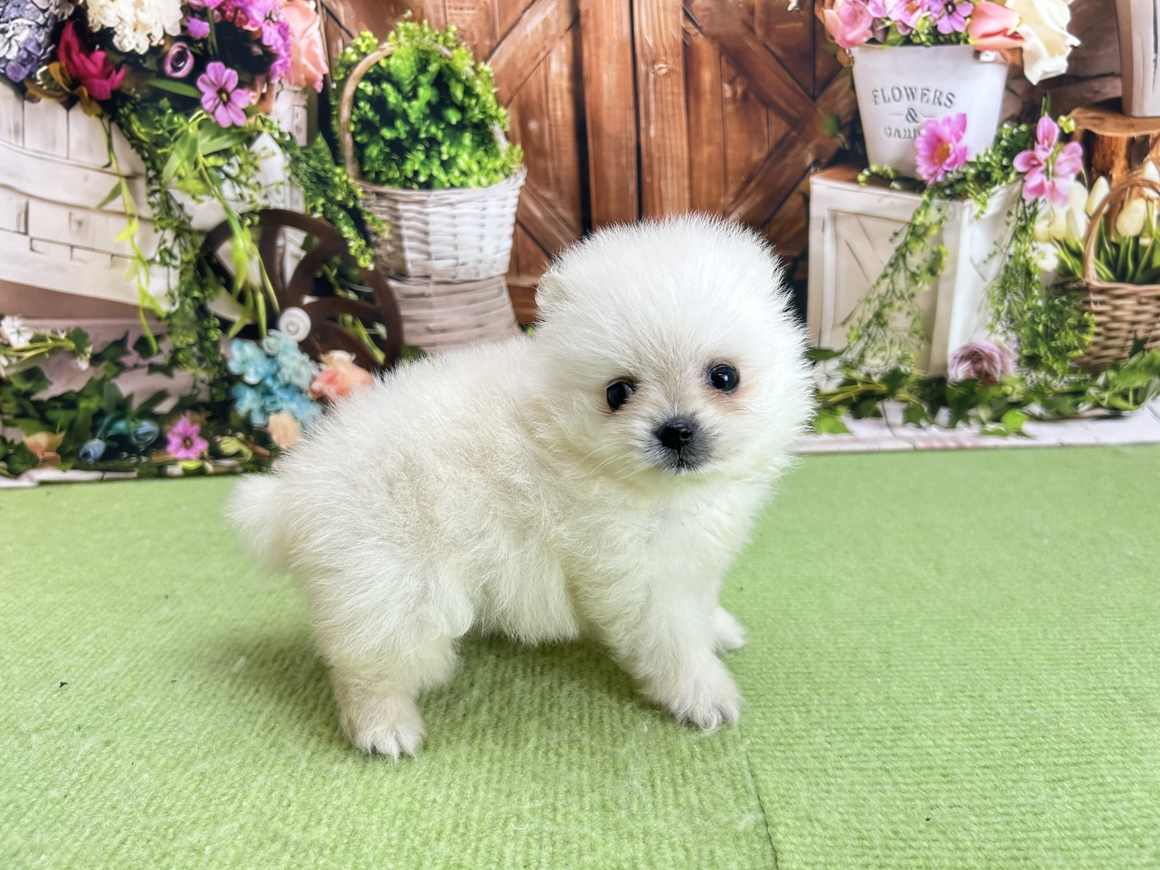 赤ちゃん写真2-2