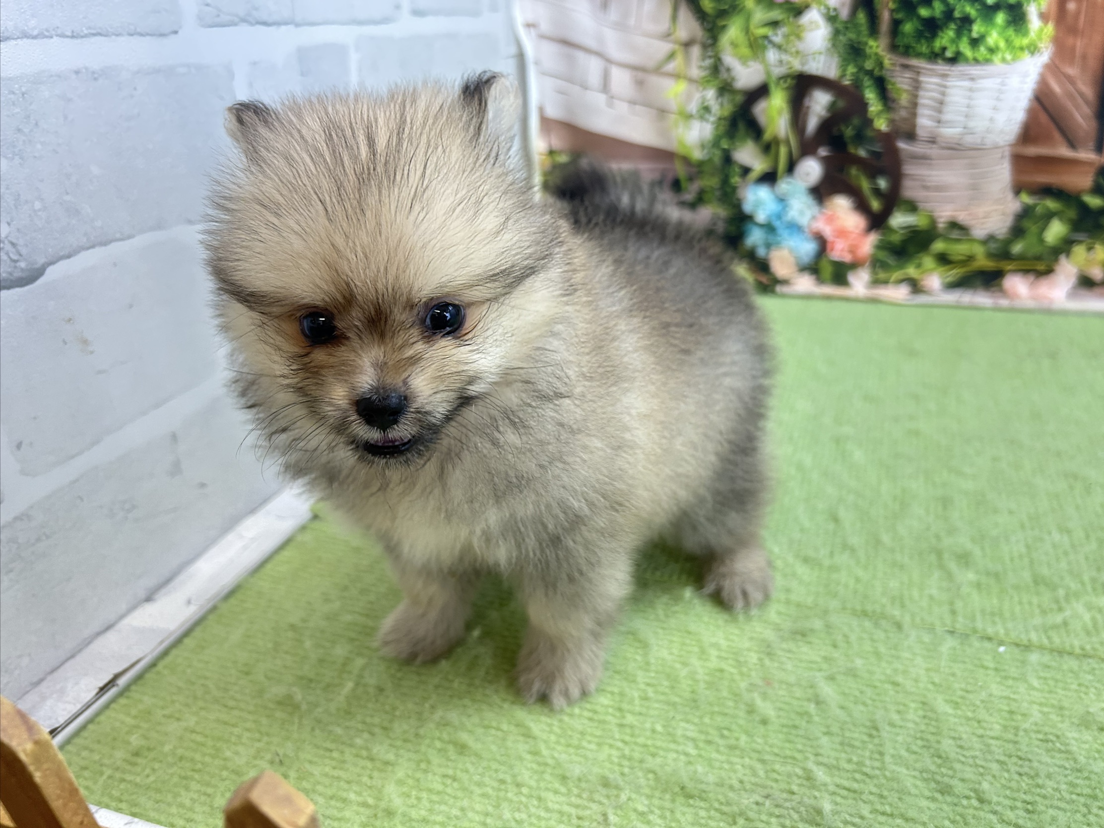 赤ちゃん写真3-1