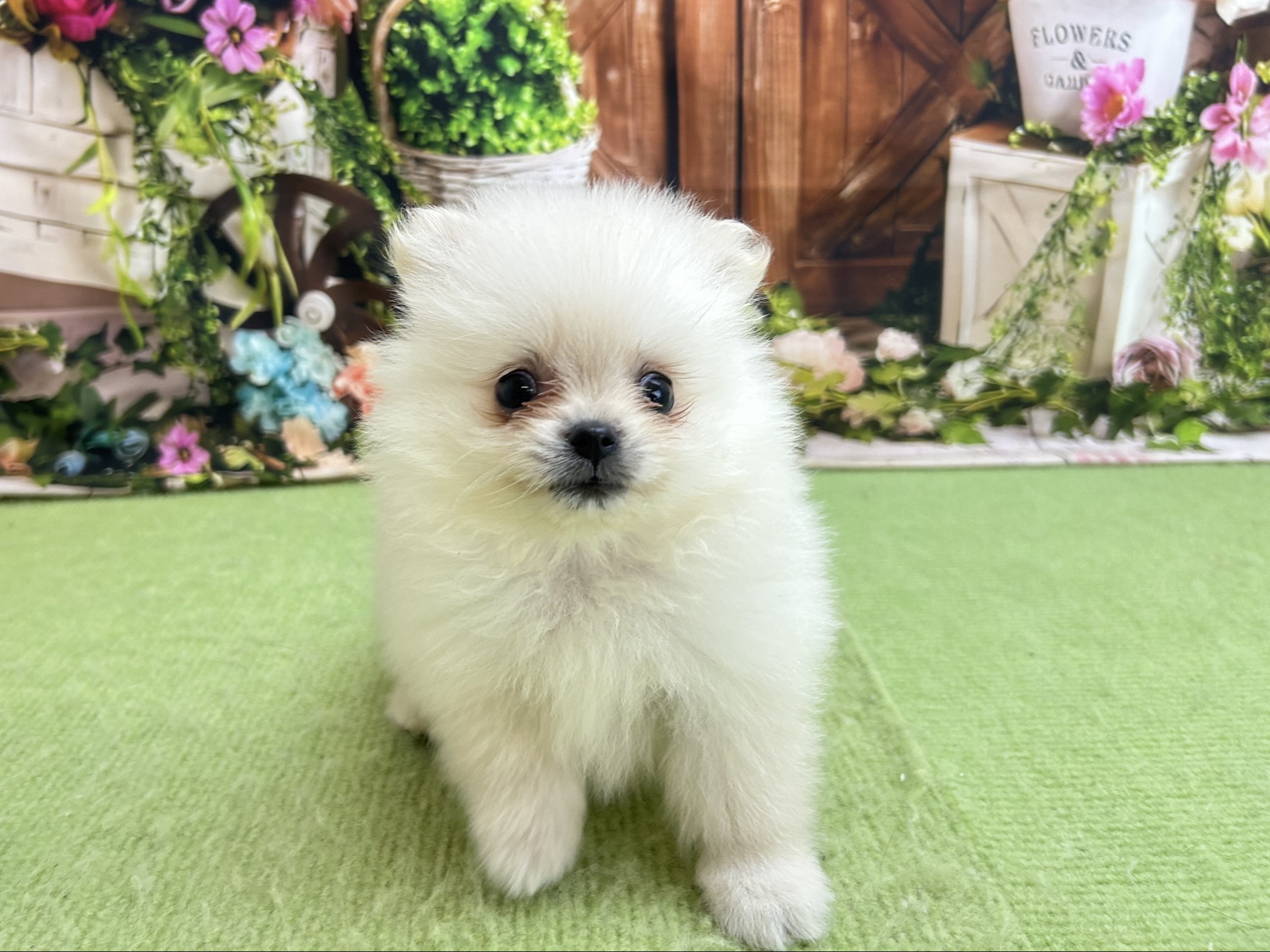 赤ちゃん写真3-1