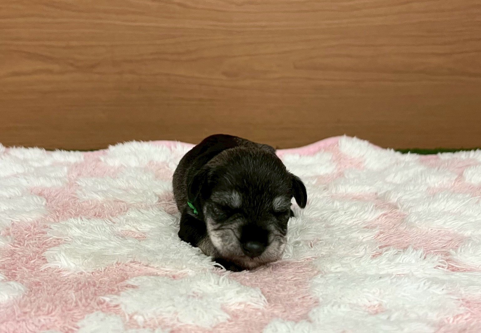 赤ちゃん写真1-1