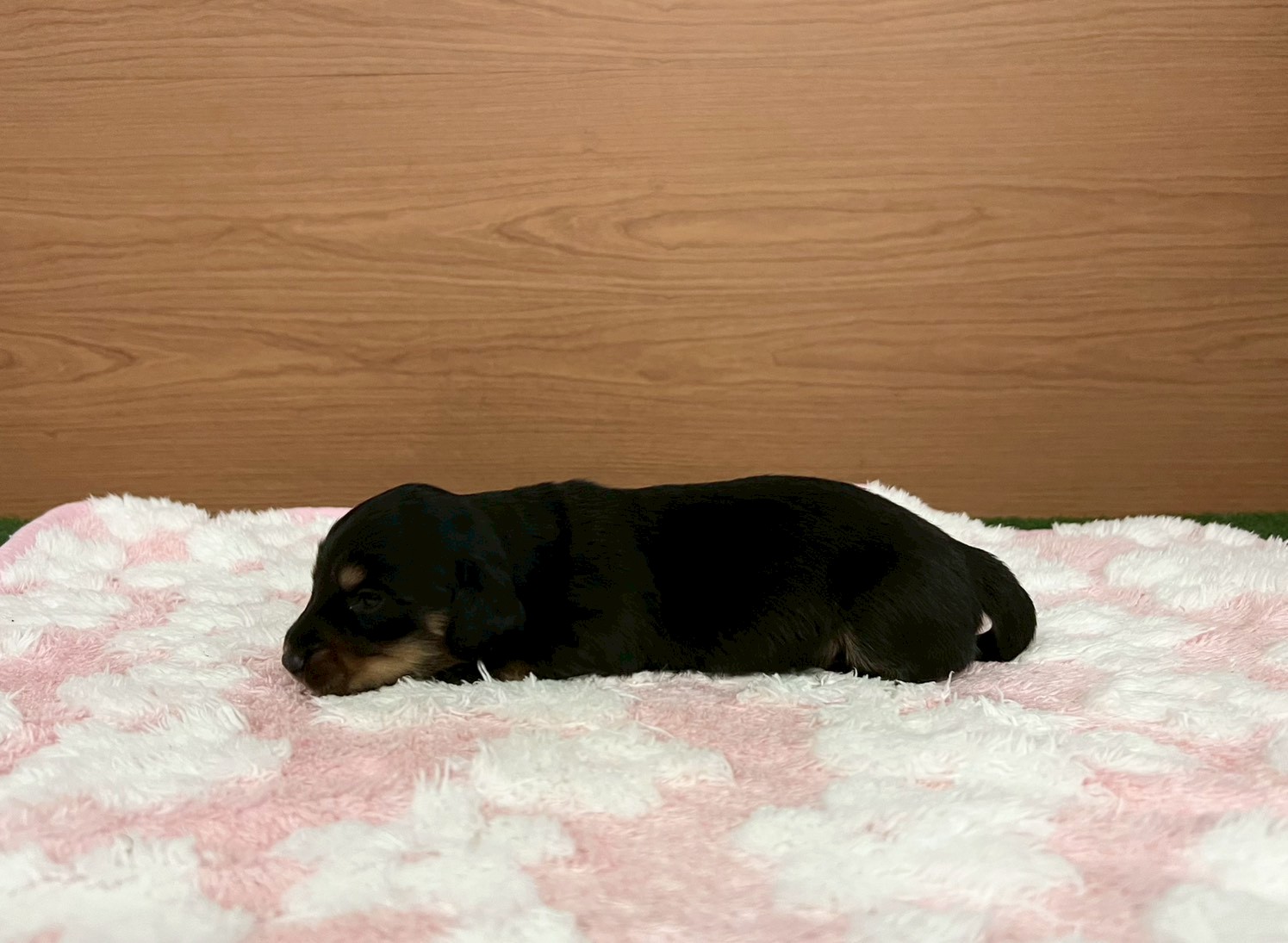 赤ちゃん写真1-2
