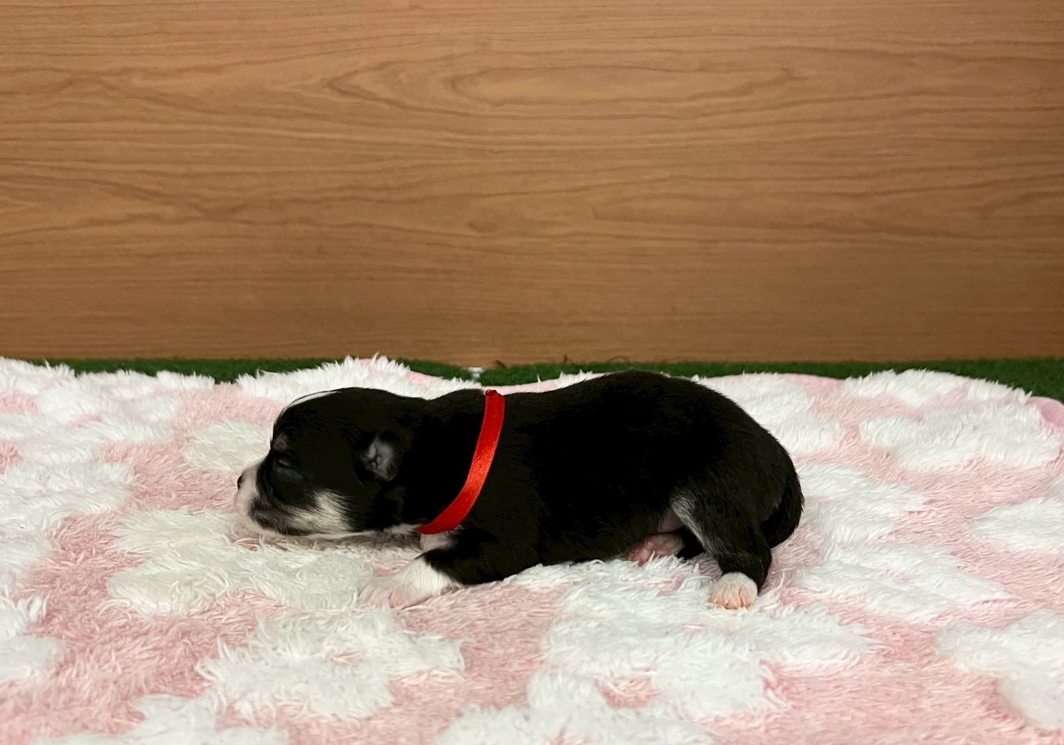 赤ちゃん写真1-2