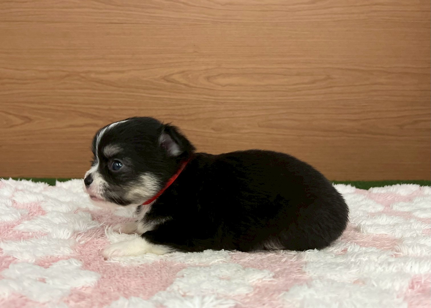 赤ちゃん写真2-2