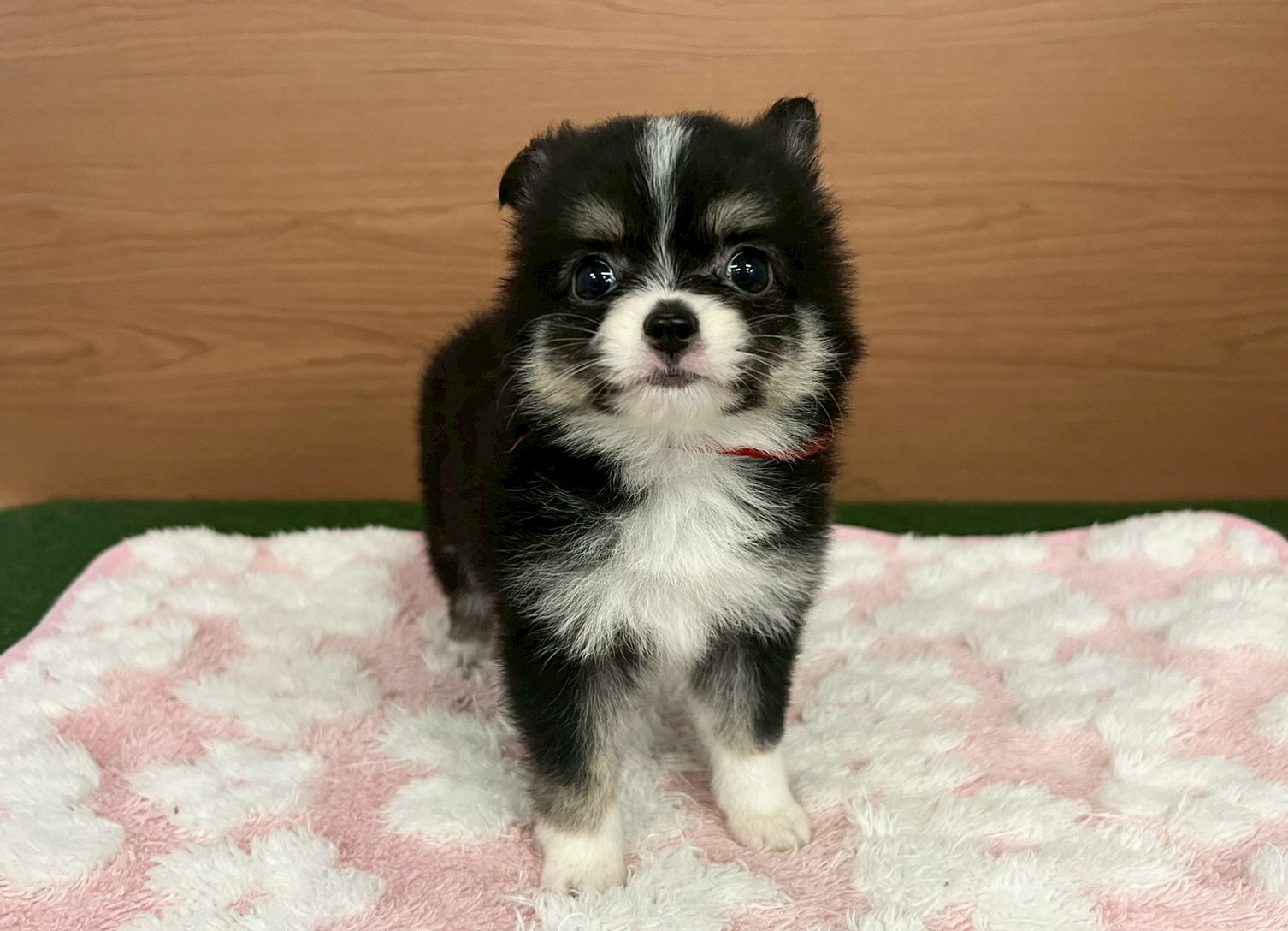 赤ちゃん写真3-1