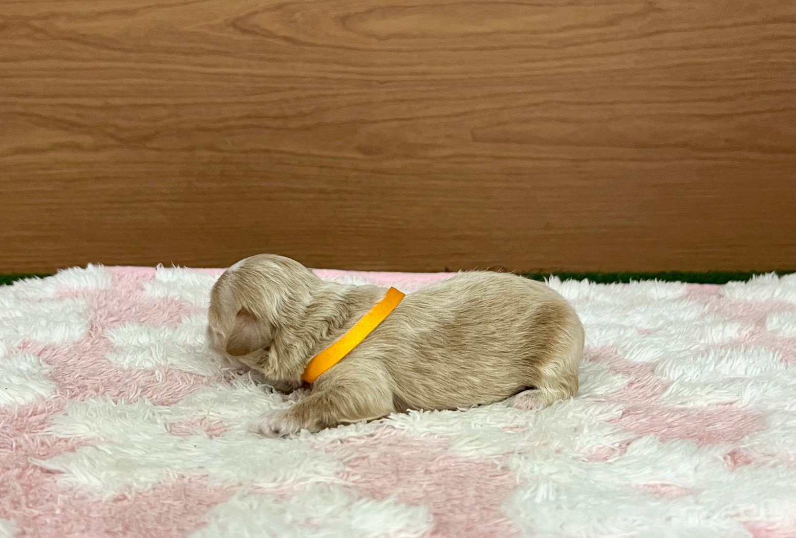 赤ちゃん写真1-2