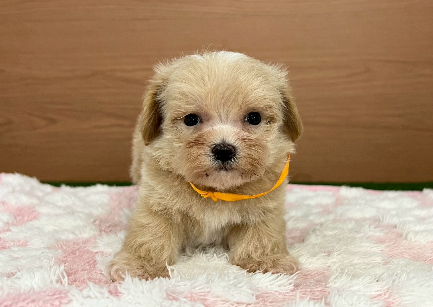 赤ちゃん写真3-1