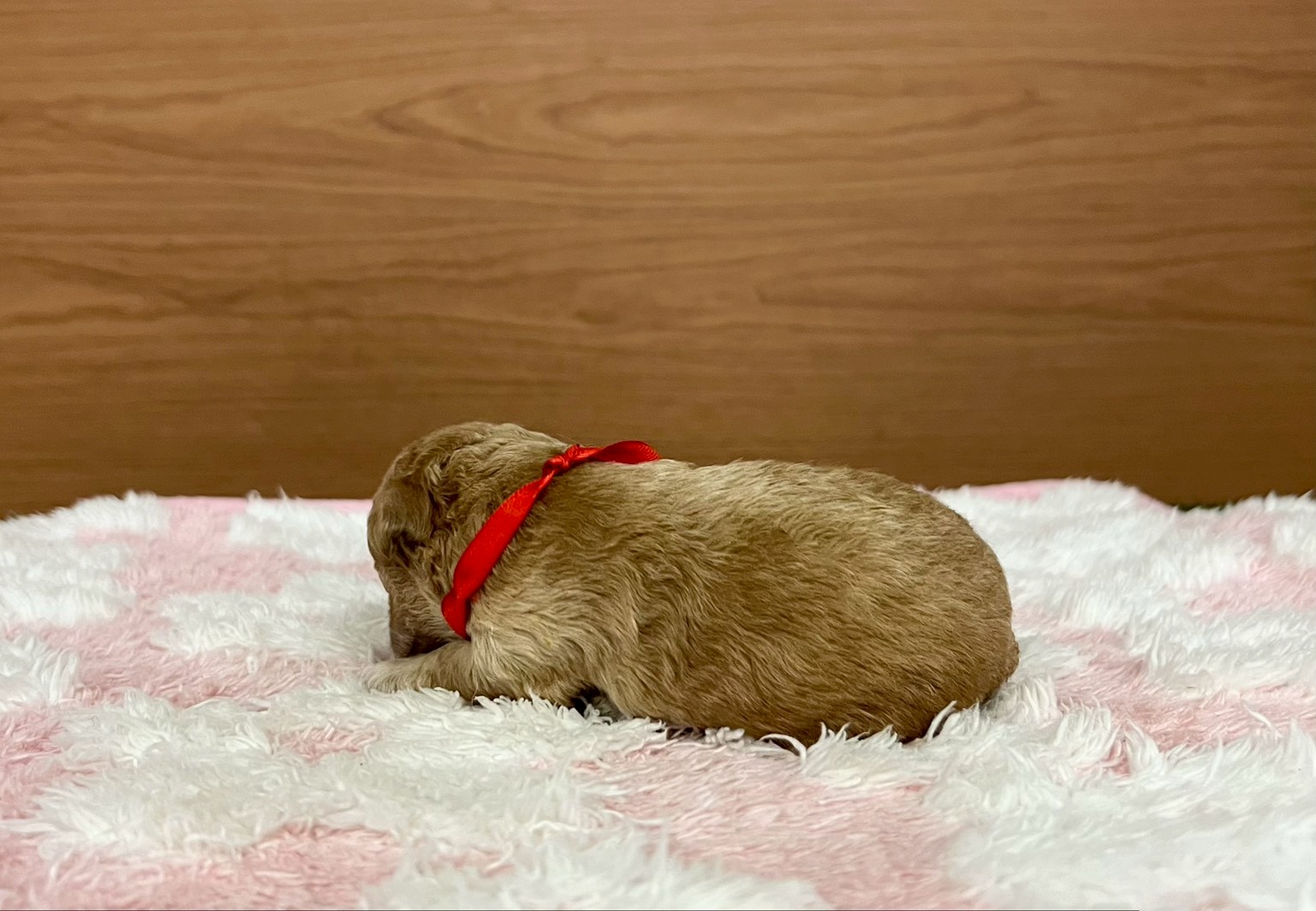 赤ちゃん写真1-2