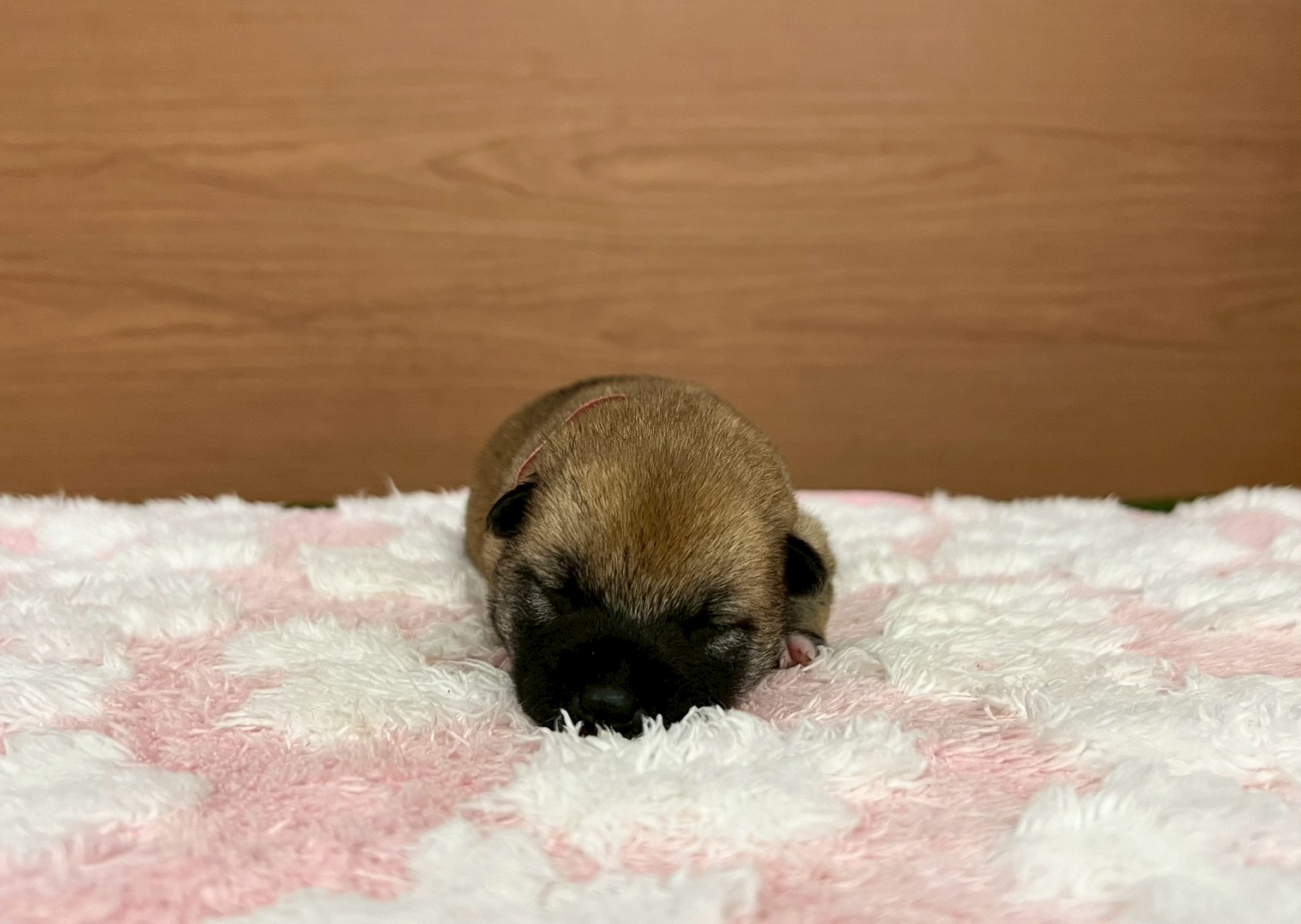 赤ちゃん写真1-1