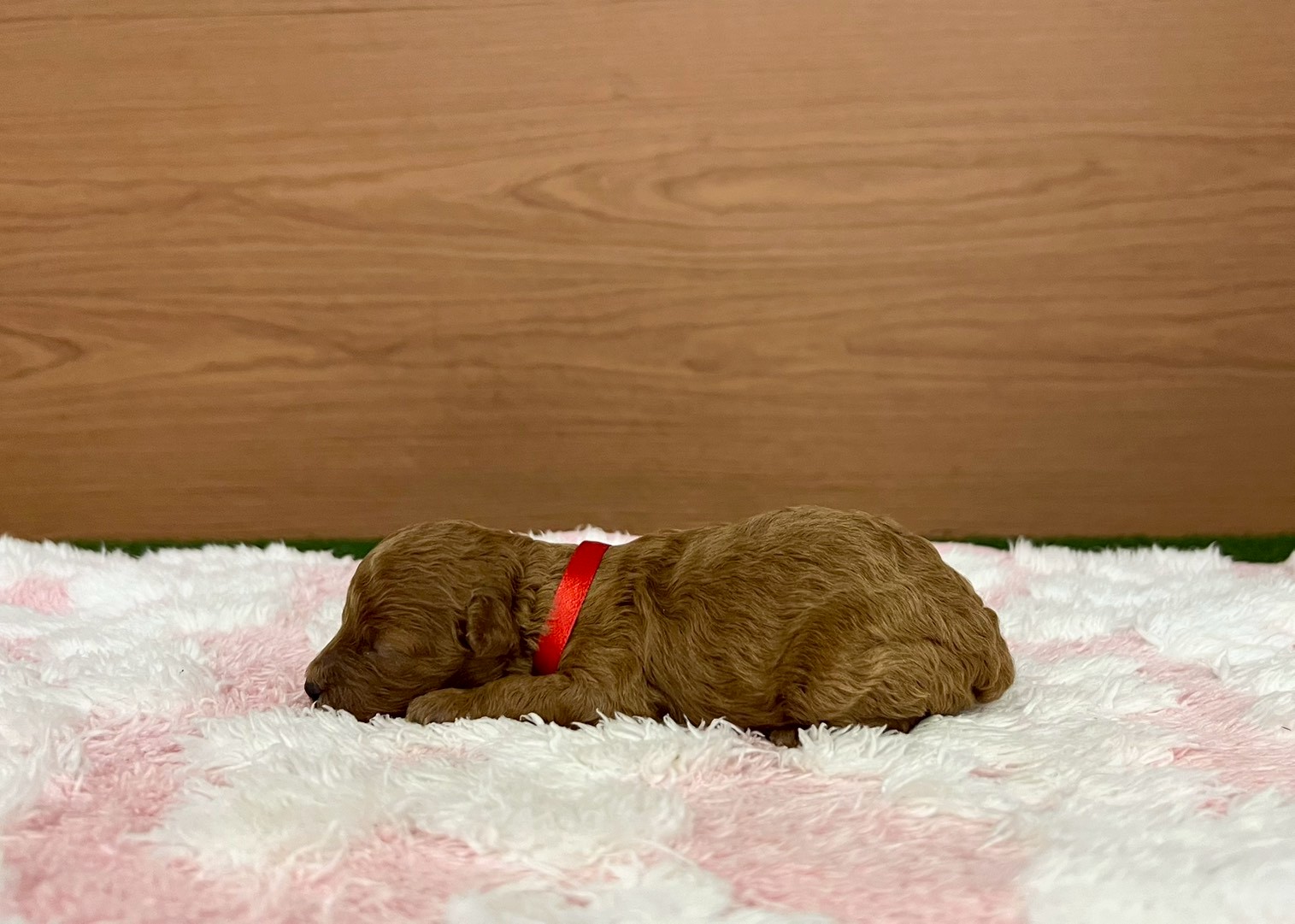 赤ちゃん写真1-2