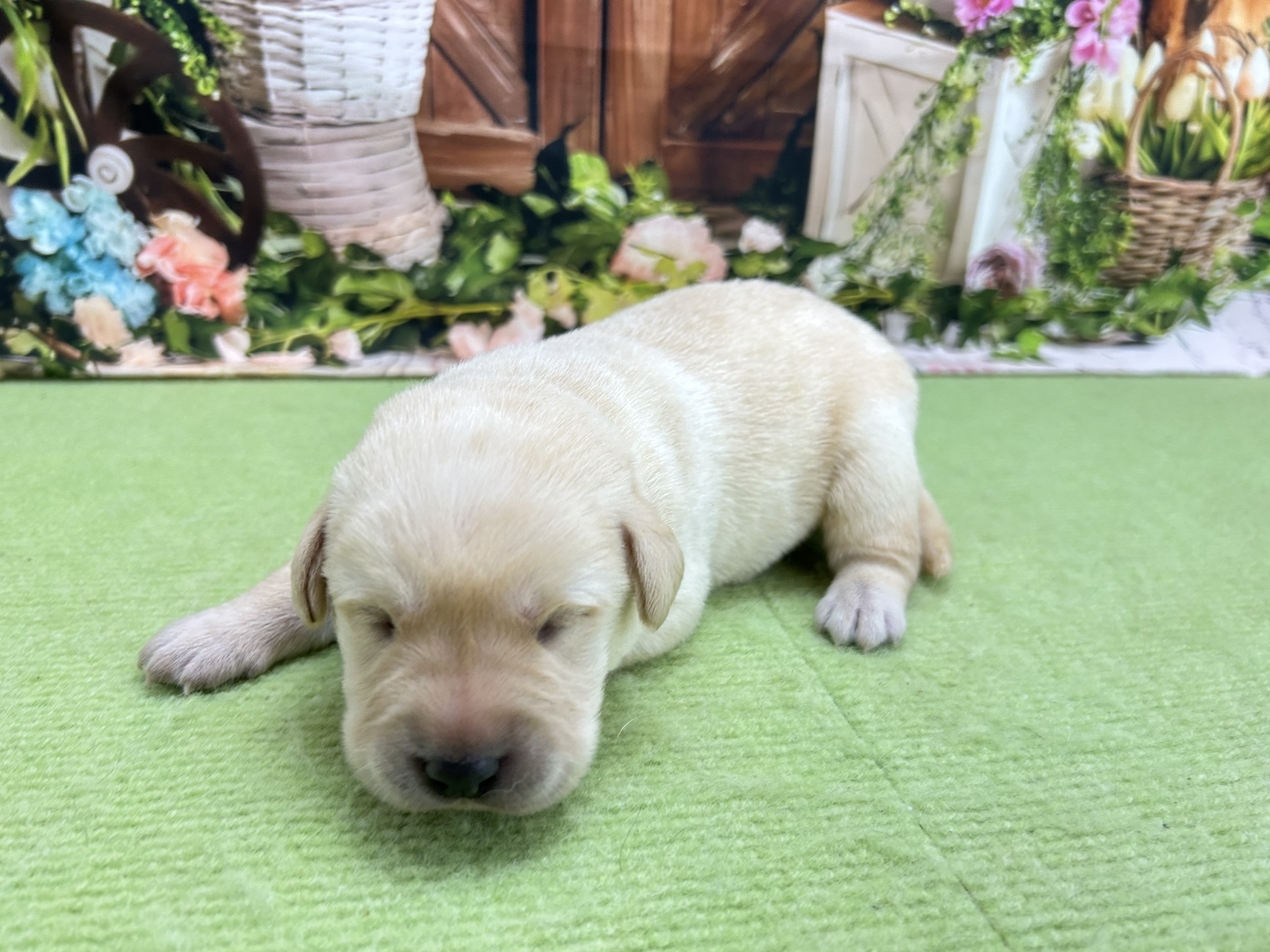 赤ちゃん写真1-2