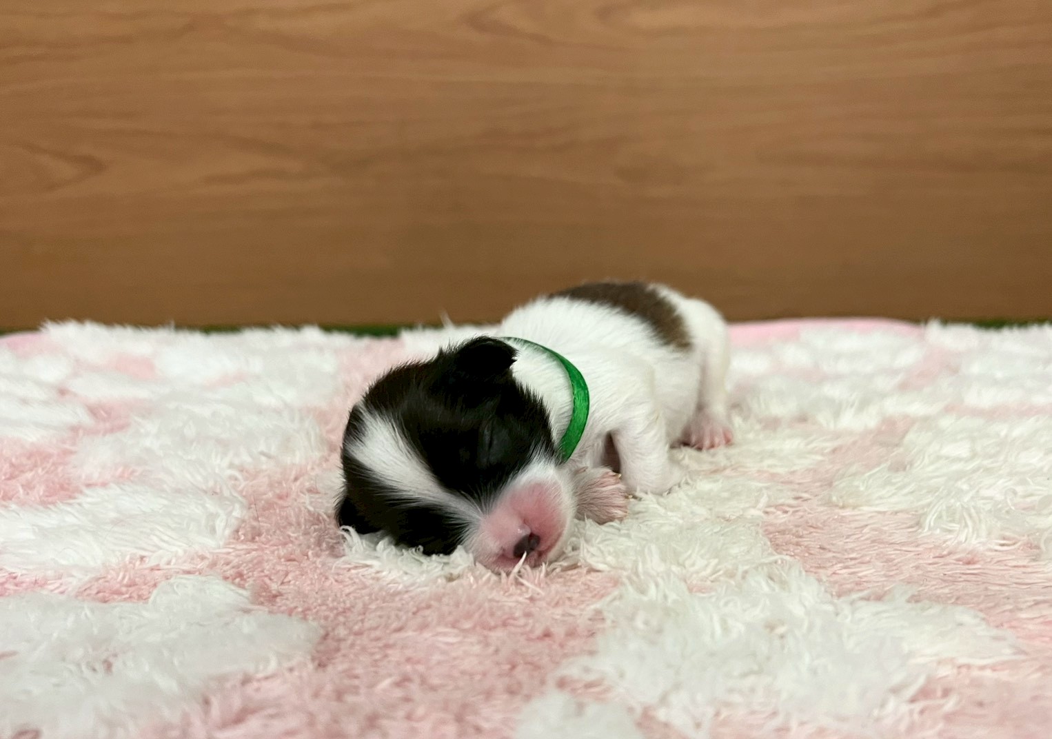 赤ちゃん写真1-1