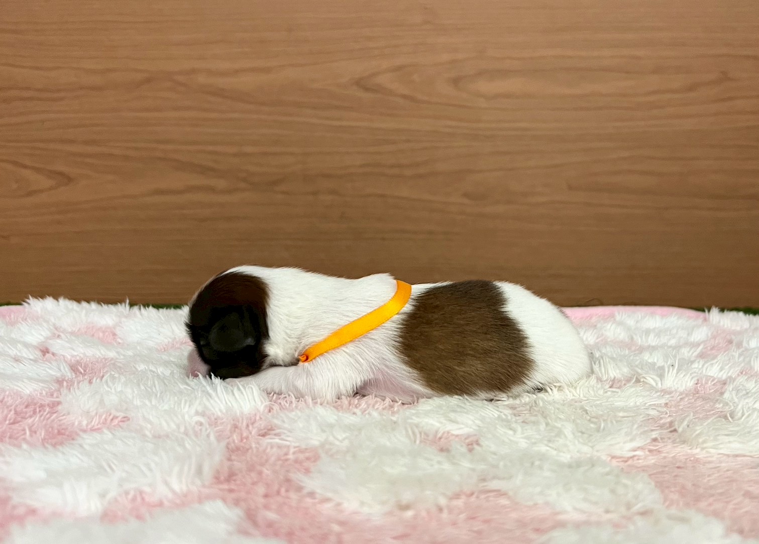 赤ちゃん写真1-2