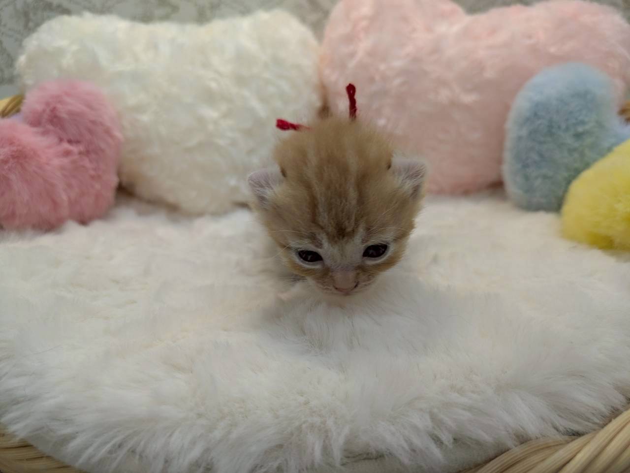 赤ちゃん写真1-1