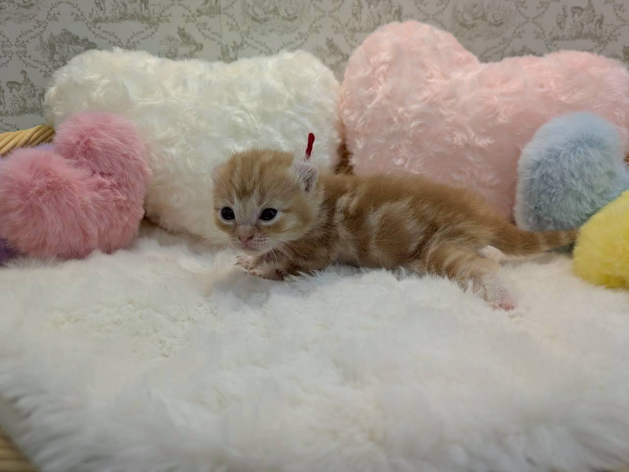 赤ちゃん写真1-2